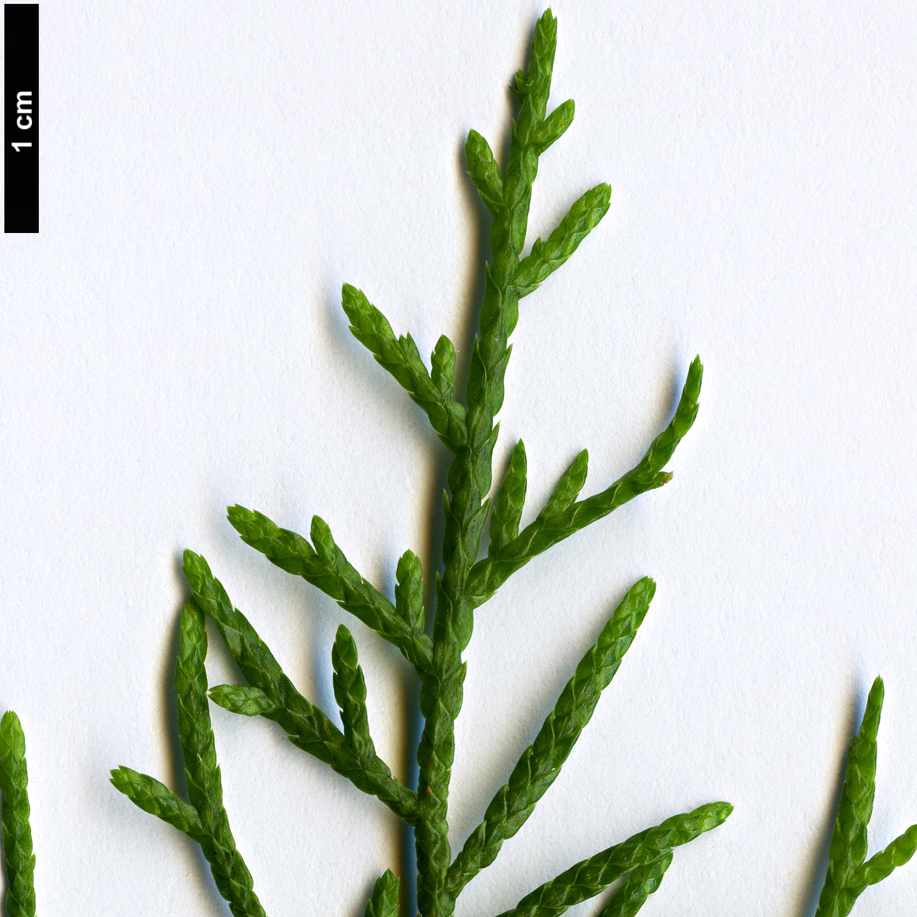 High resolution image: Family: Cupressaceae - Genus: Cupressus - Taxon: tonkinensis