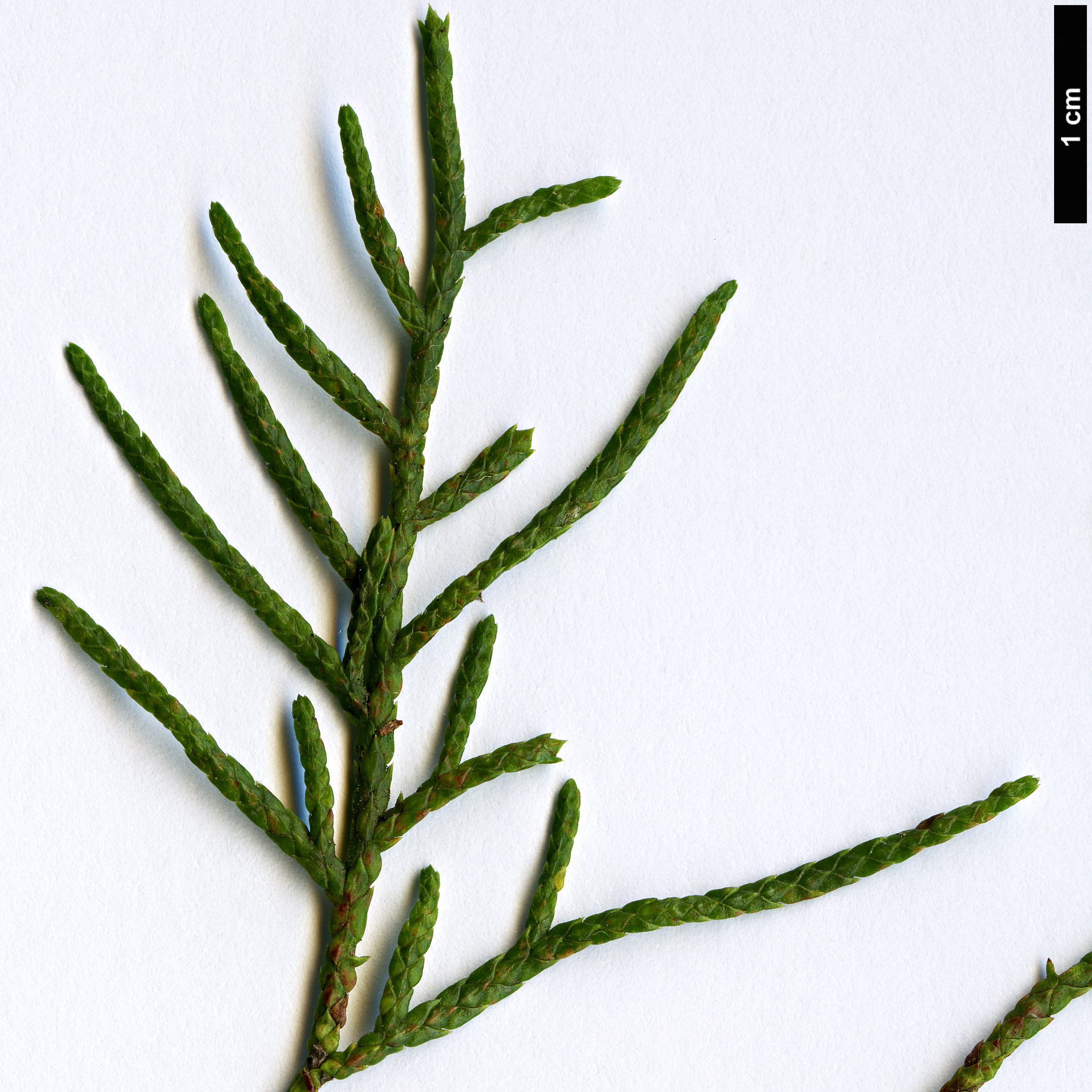 High resolution image: Family: Cupressaceae - Genus: Cupressus - Taxon: tonkinensis