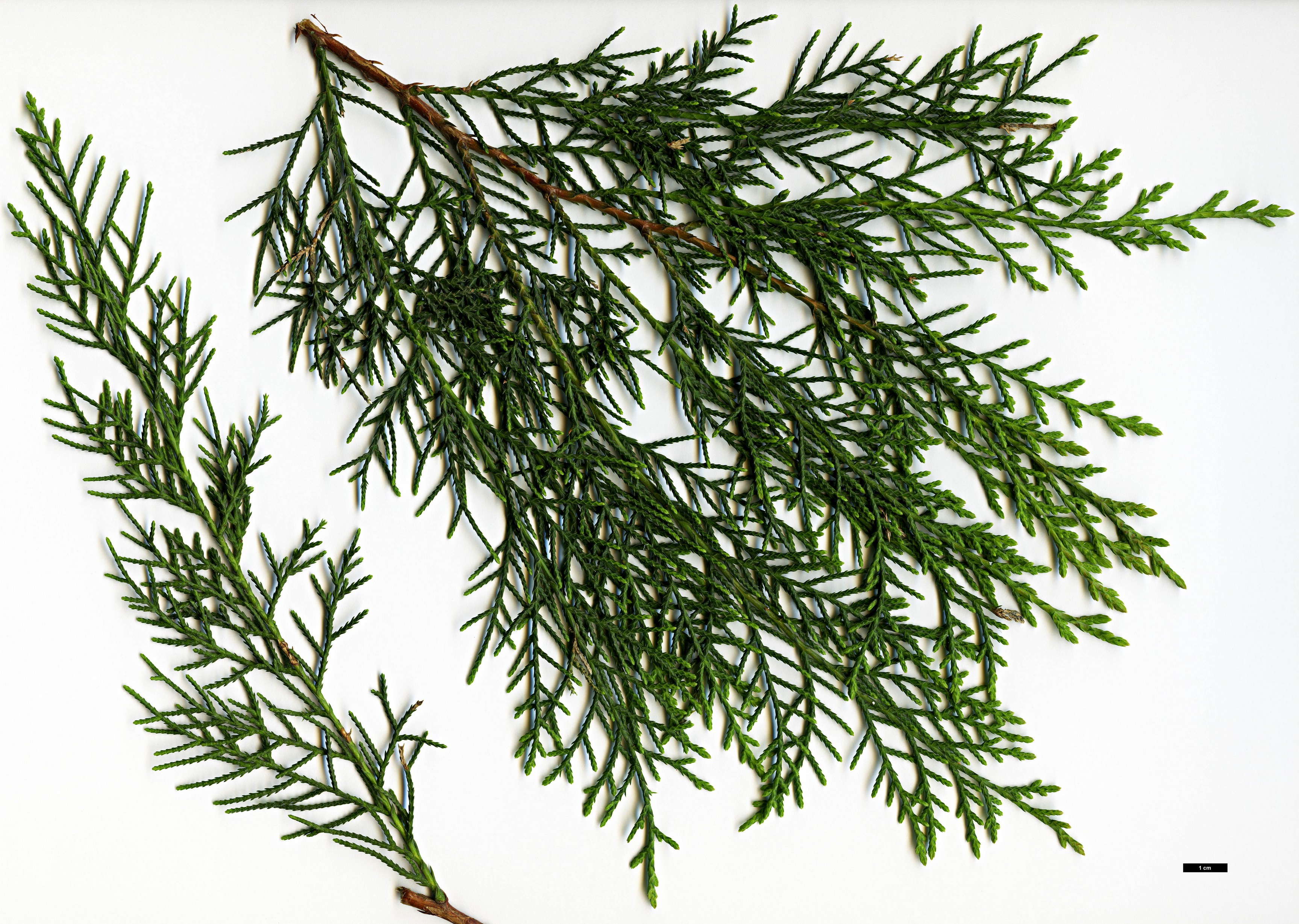 High resolution image: Family: Cupressaceae - Genus: Cupressus - Taxon: torulosa