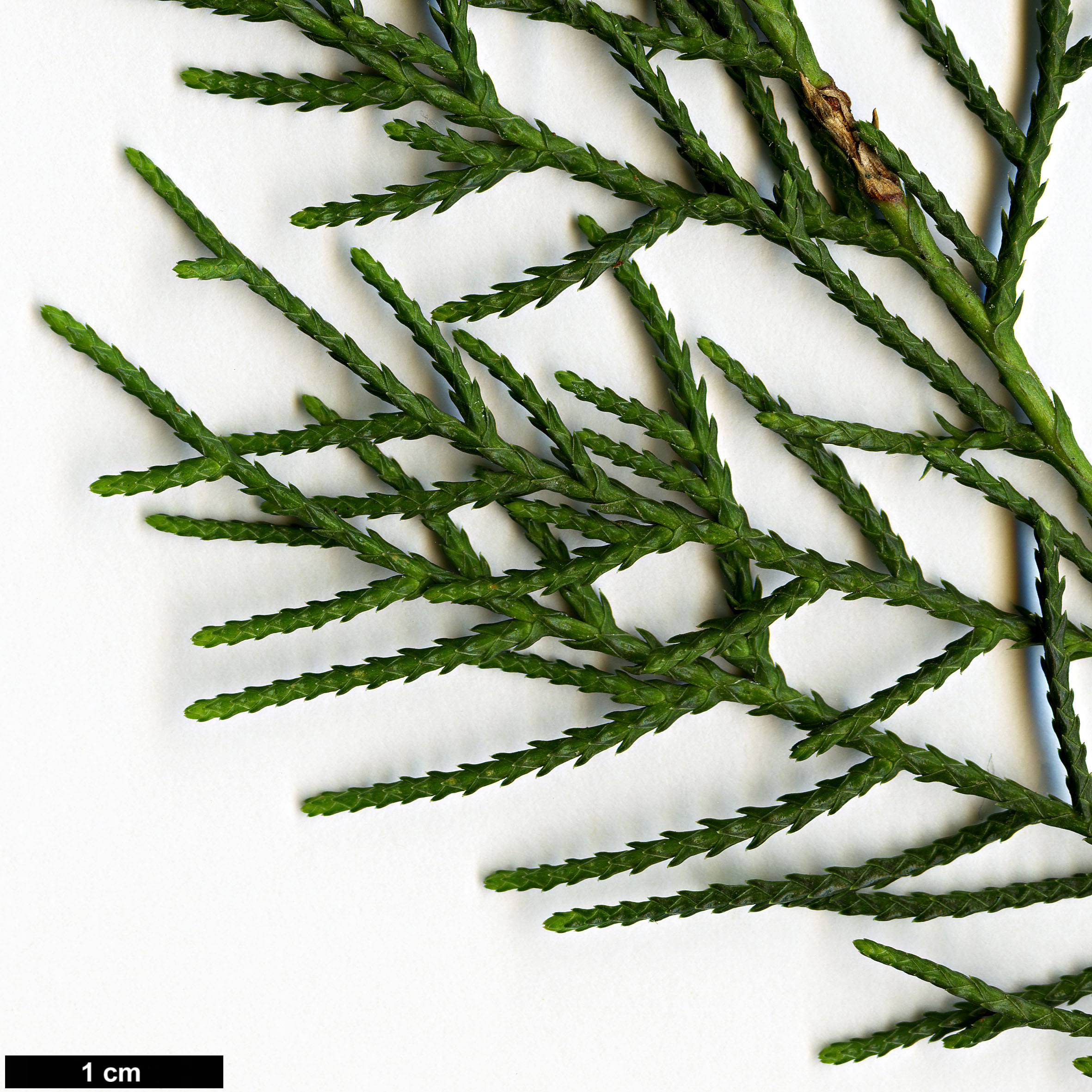 High resolution image: Family: Cupressaceae - Genus: Cupressus - Taxon: torulosa