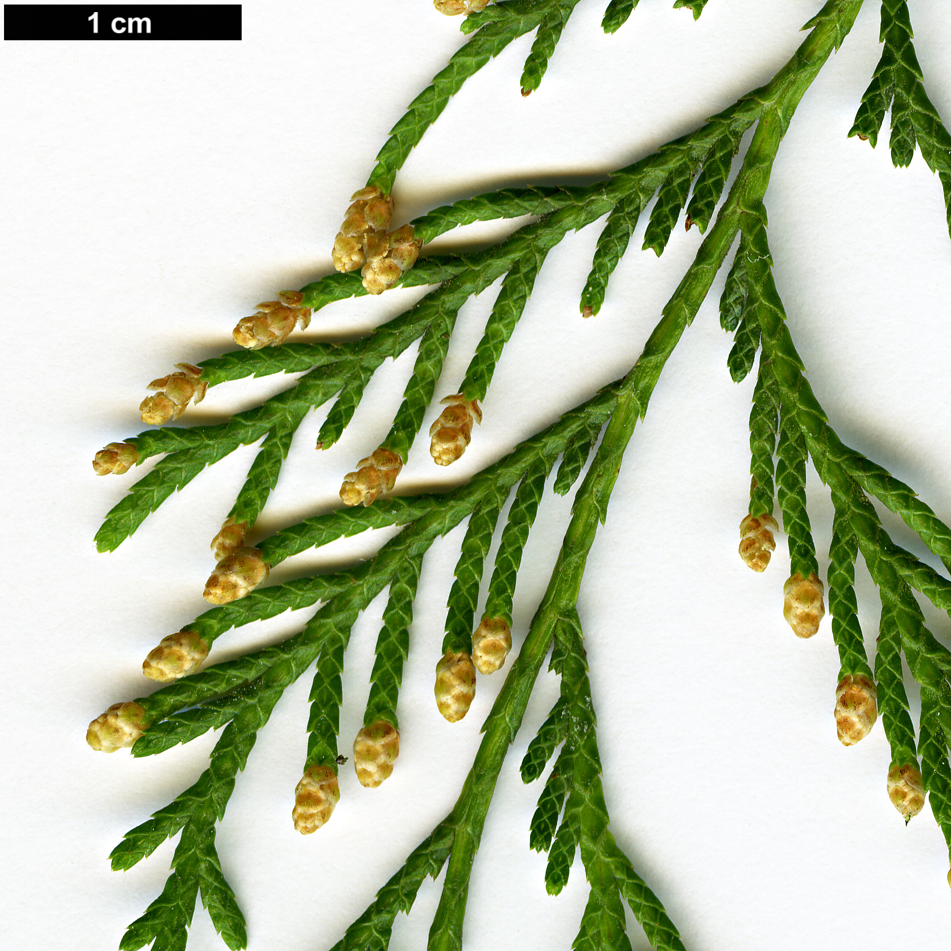 High resolution image: Family: Cupressaceae - Genus: Cupressus - Taxon: torulosa