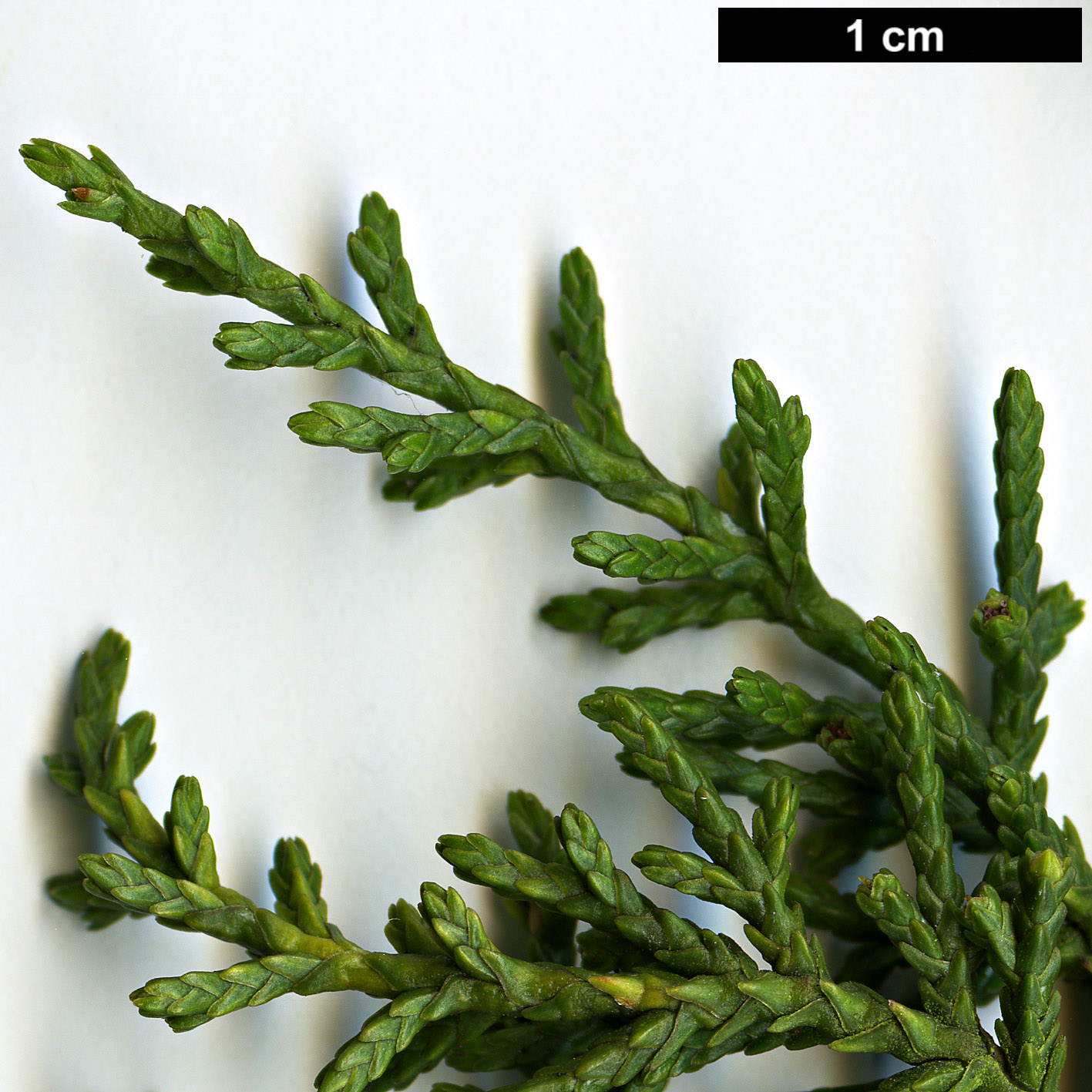 High resolution image: Family: Cupressaceae - Genus: Diselma - Taxon: archeri