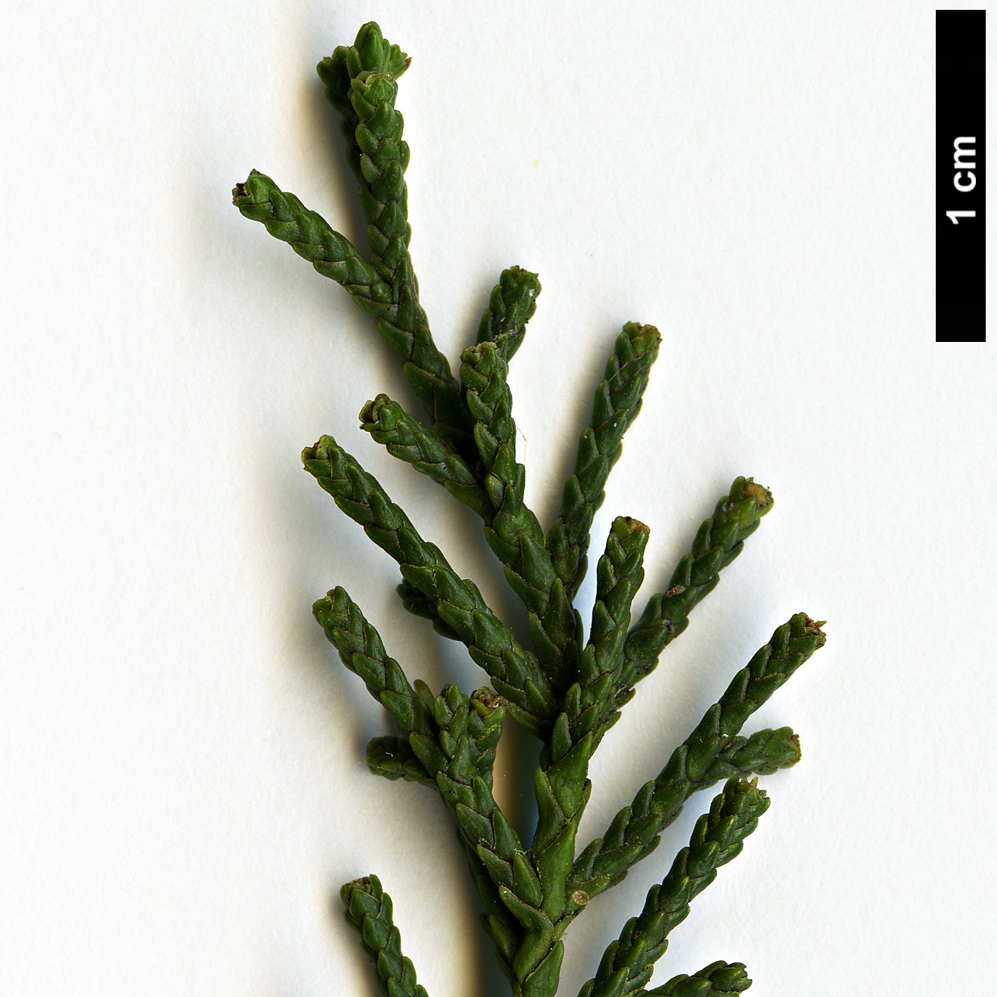 High resolution image: Family: Cupressaceae - Genus: Diselma - Taxon: archeri