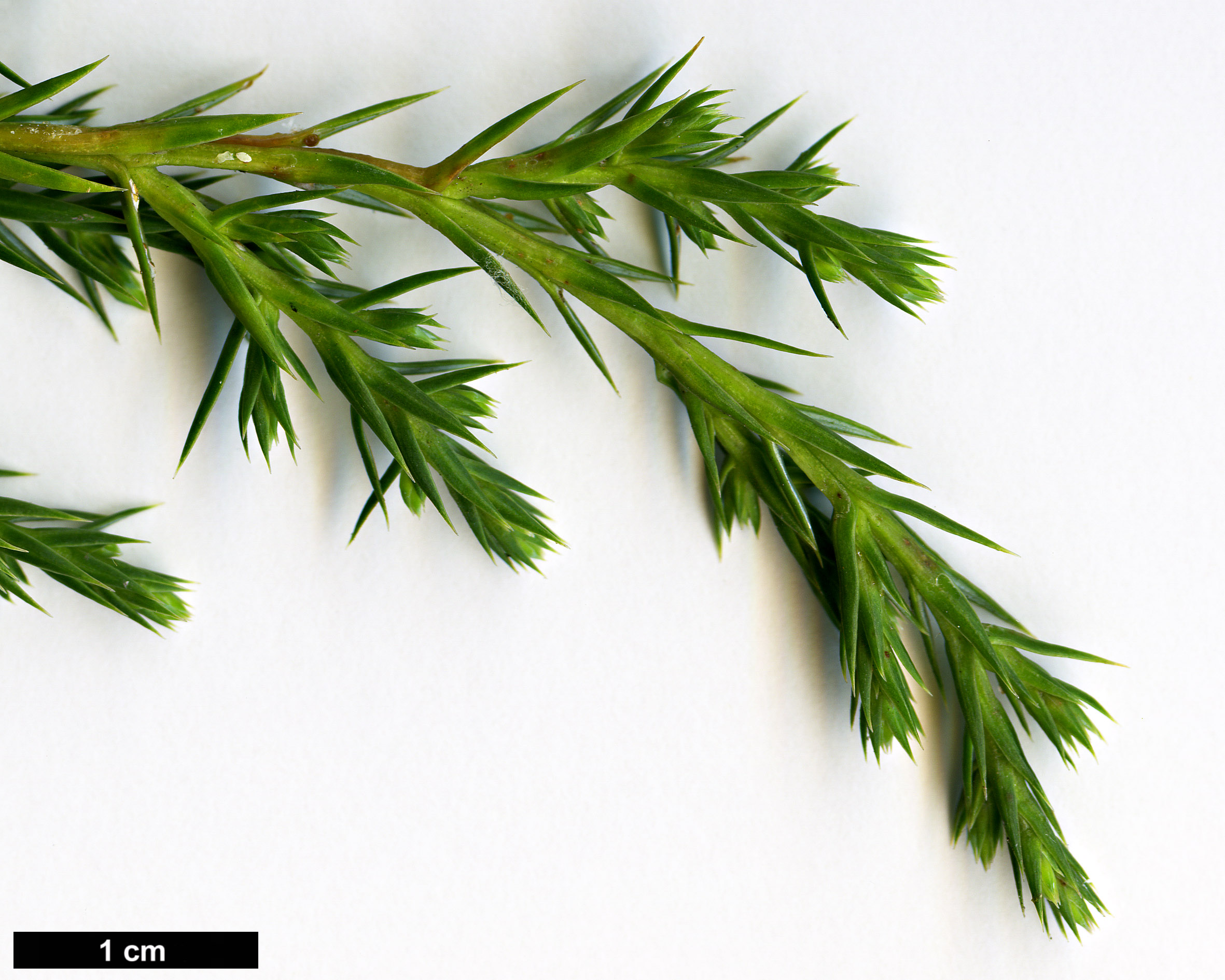 High resolution image: Family: Cupressaceae - Genus: Juniperus - Taxon: bermudiana