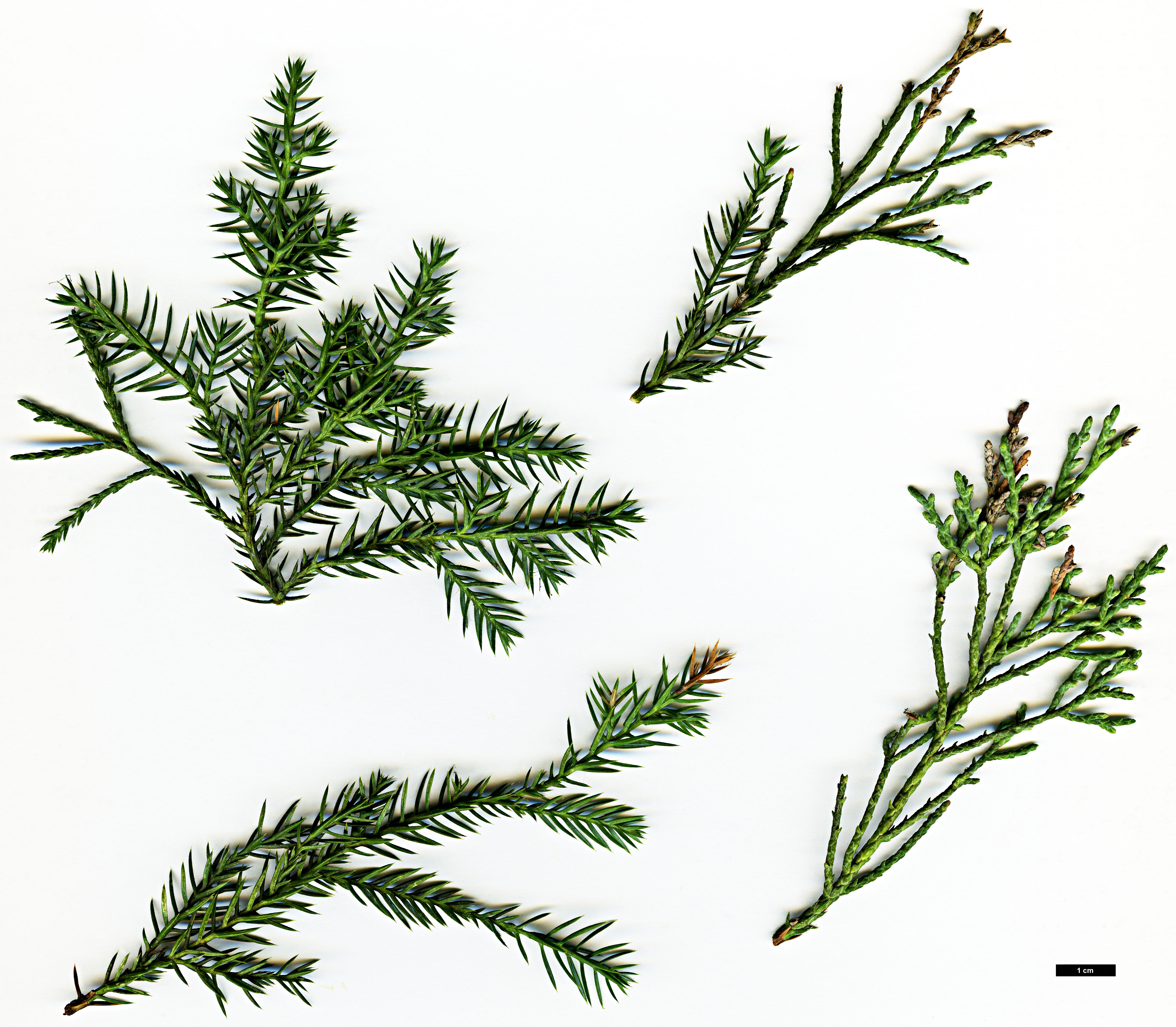 High resolution image: Family: Cupressaceae - Genus: Juniperus - Taxon: chinensis