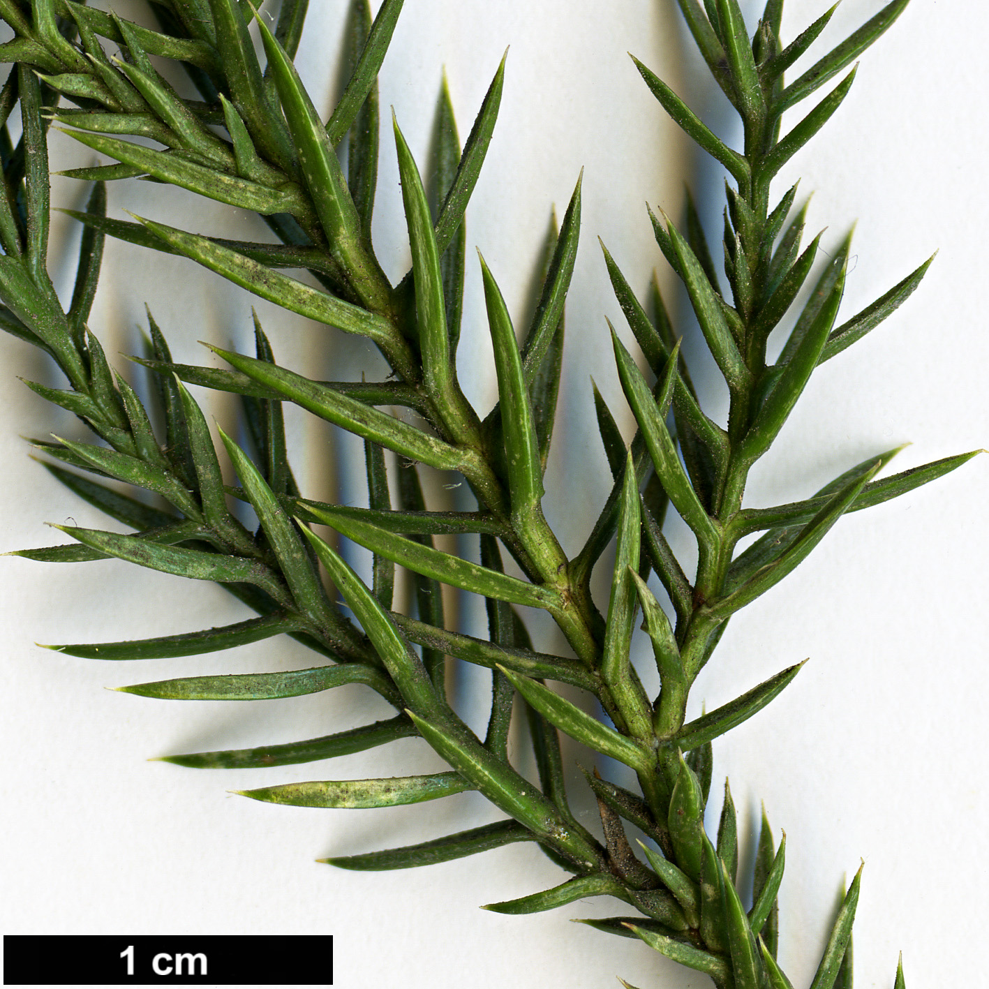 High resolution image: Family: Cupressaceae - Genus: Juniperus - Taxon: chinensis