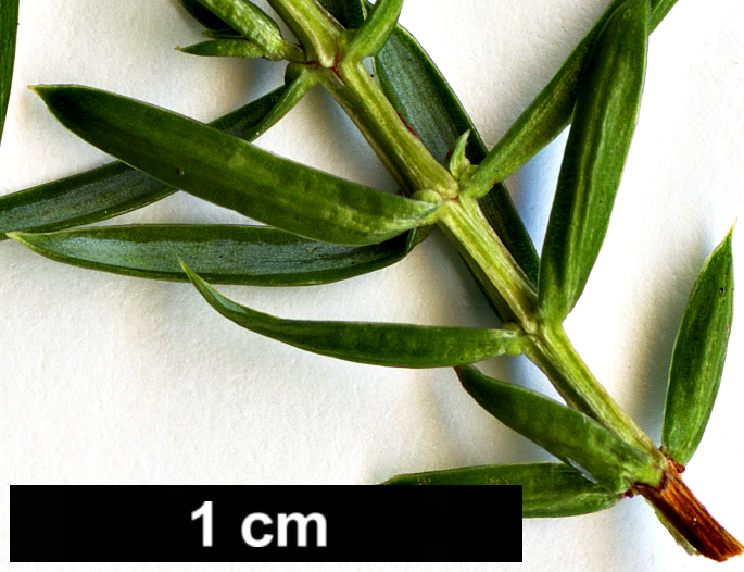 High resolution image: Family: Cupressaceae - Genus: Juniperus - Taxon: communis