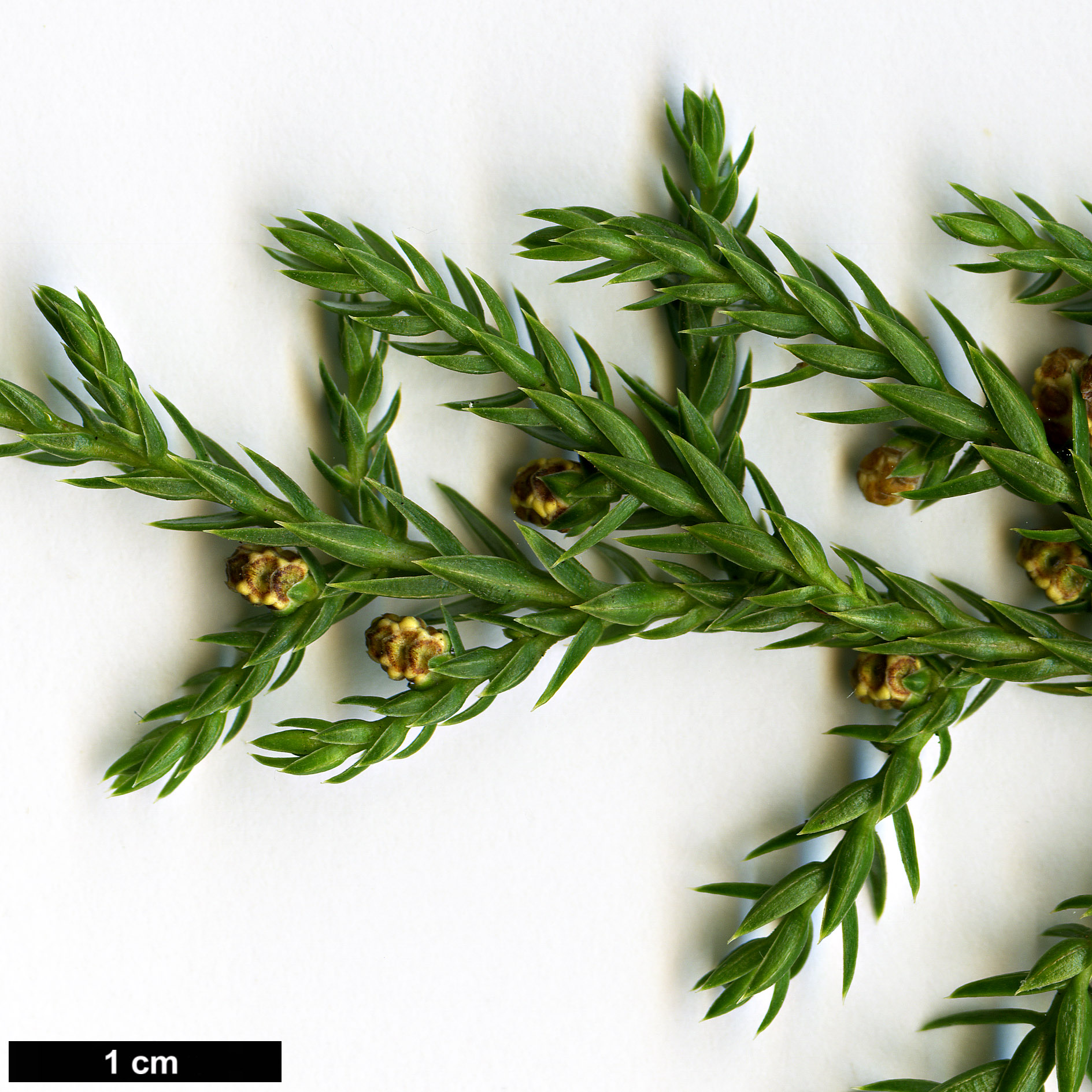 High resolution image: Family: Cupressaceae - Genus: Juniperus - Taxon: indica