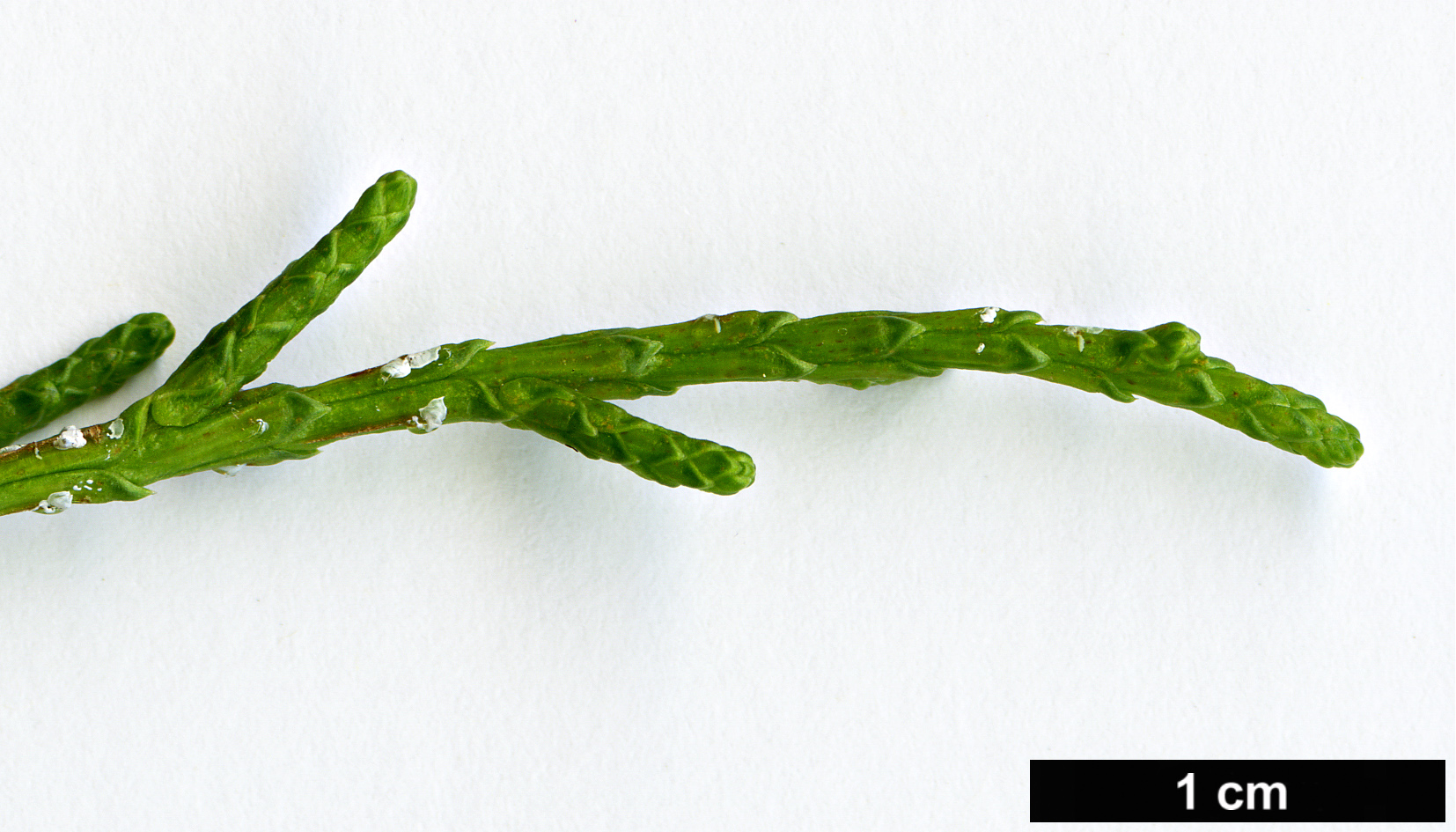 High resolution image: Family: Cupressaceae - Genus: Juniperus - Taxon: phoenicea