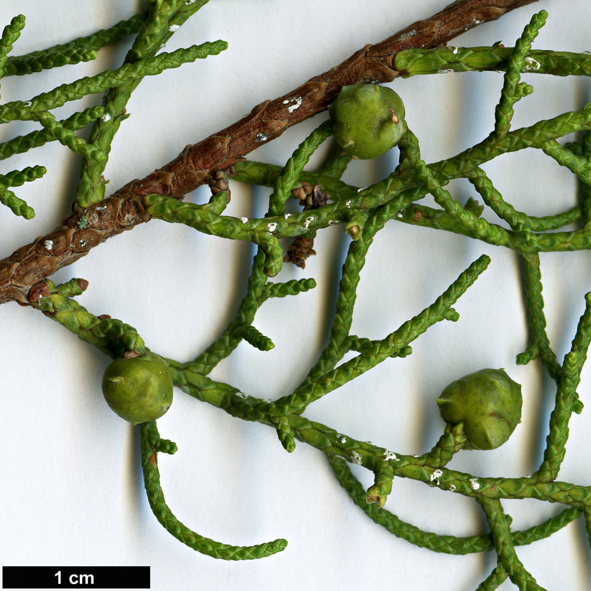 High resolution image: Family: Cupressaceae - Genus: Juniperus - Taxon: phoenicea