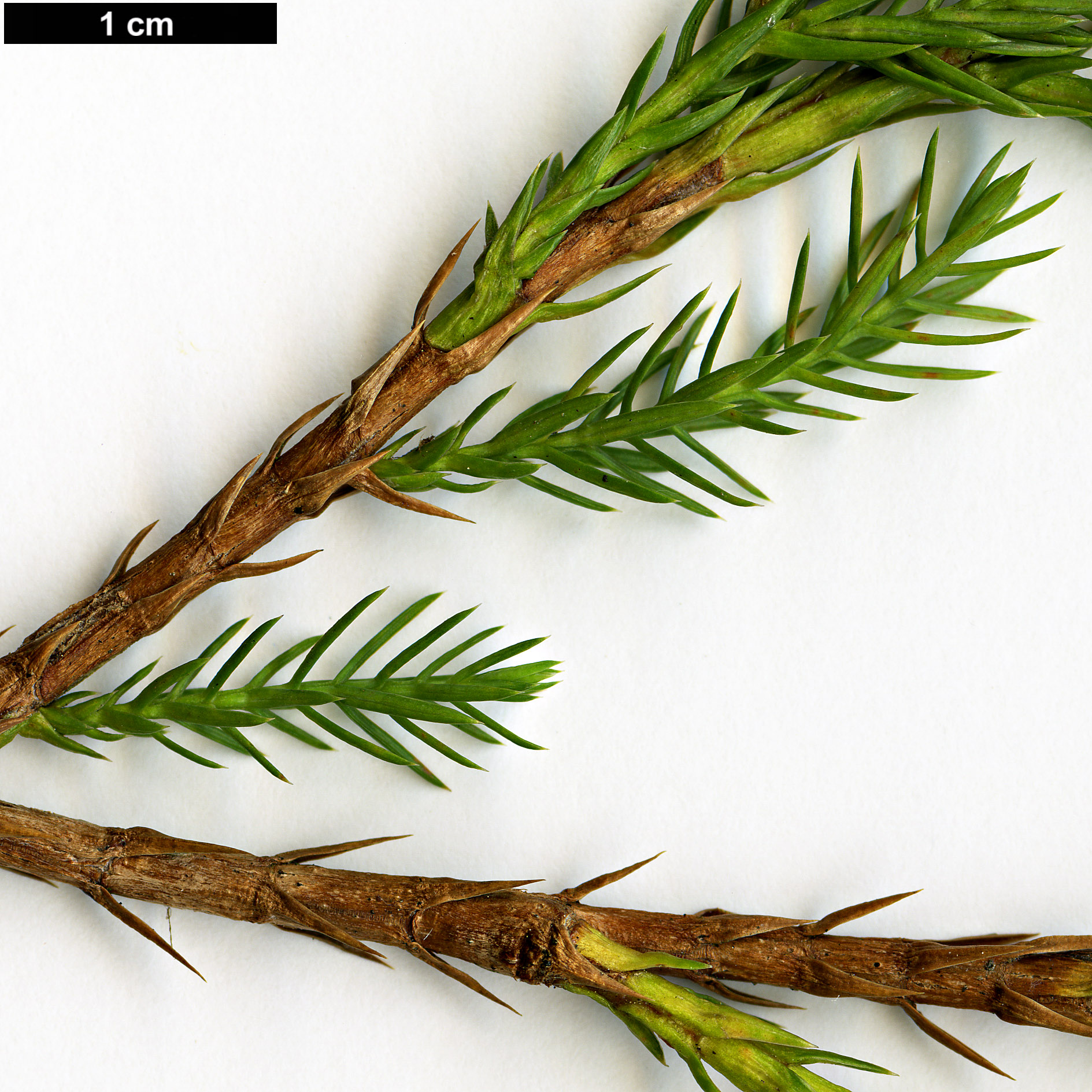 High resolution image: Family: Cupressaceae - Genus: Juniperus - Taxon: procera