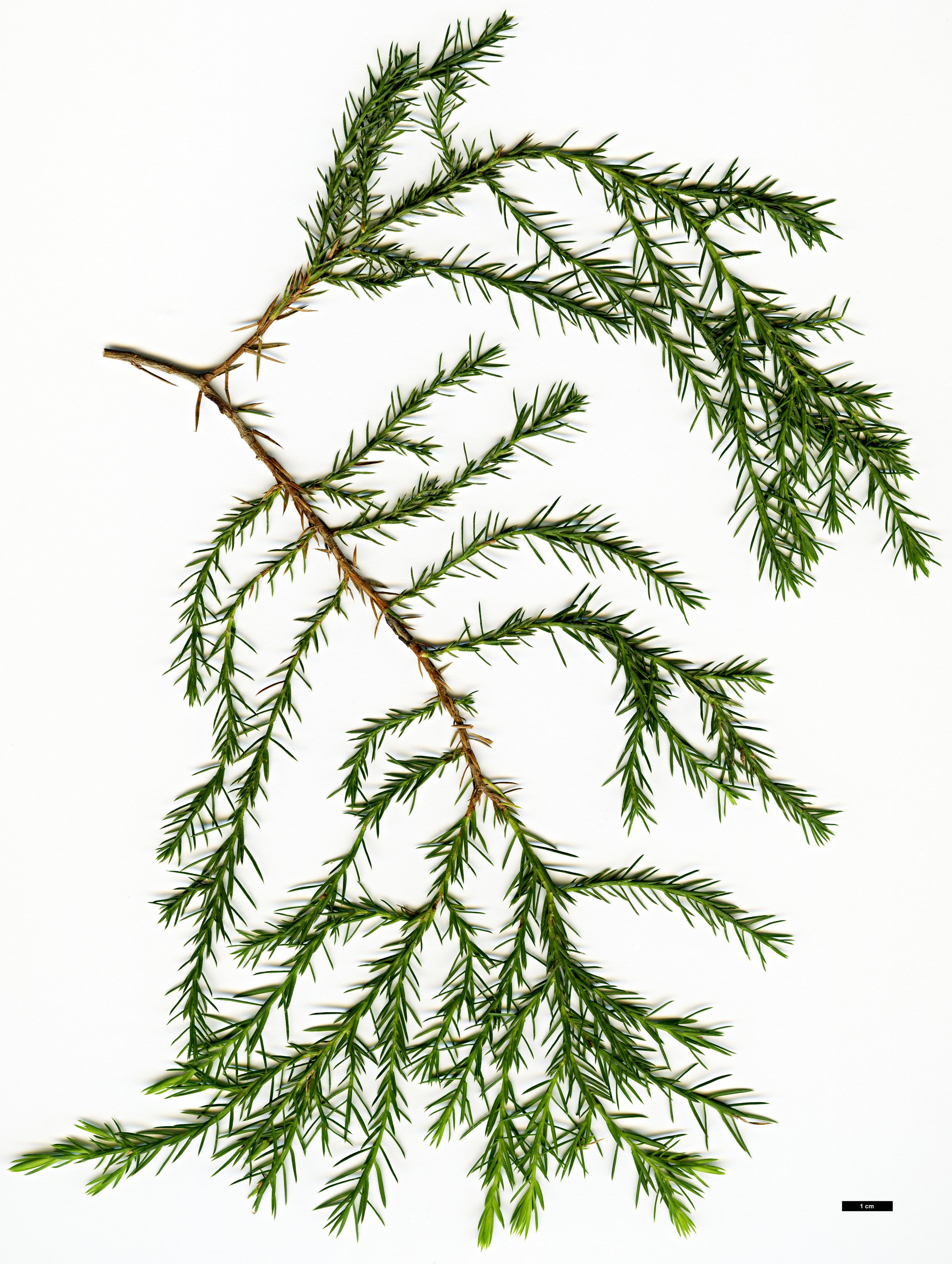 High resolution image: Family: Cupressaceae - Genus: Juniperus - Taxon: procera