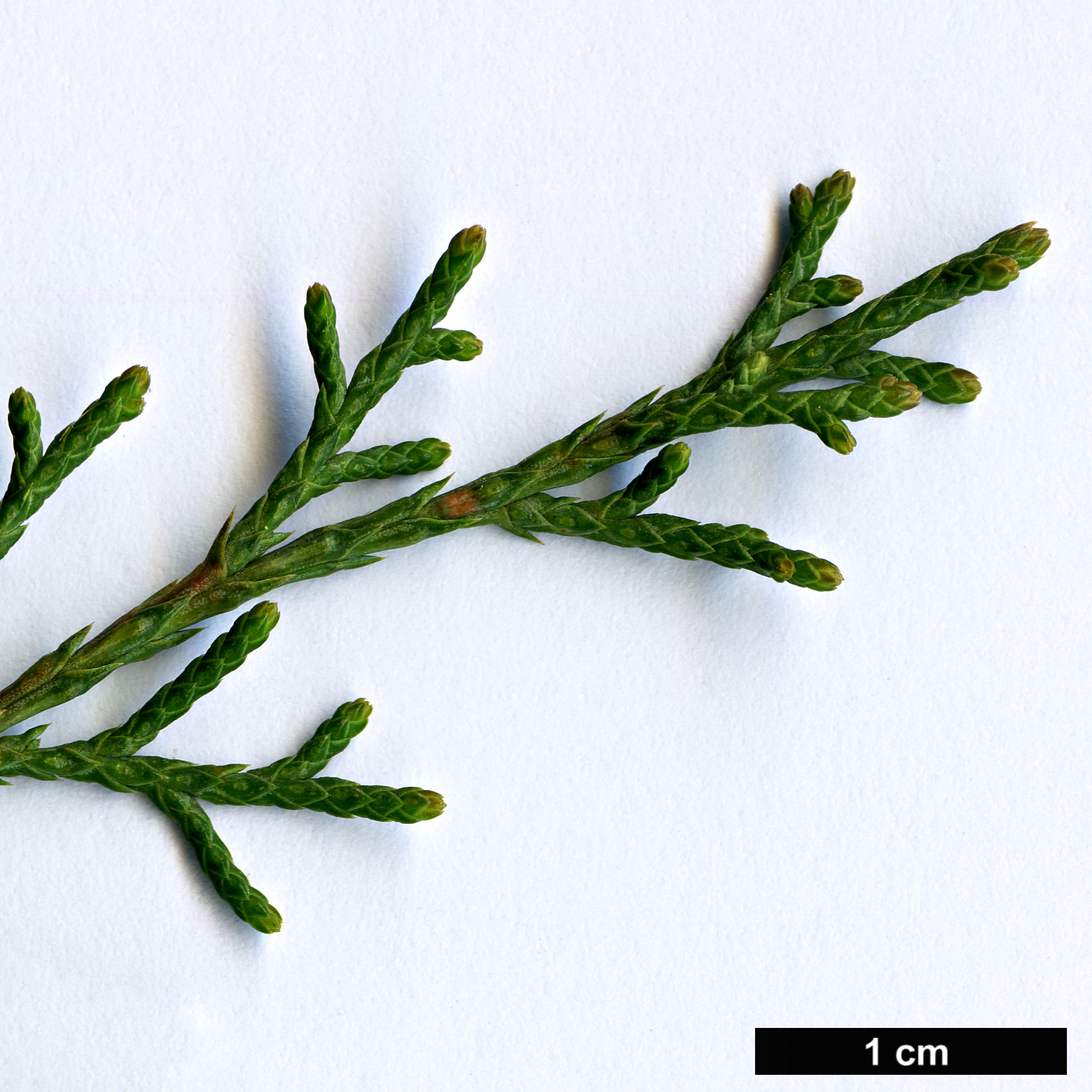 High resolution image: Family: Cupressaceae - Genus: Juniperus - Taxon: pseudosabina