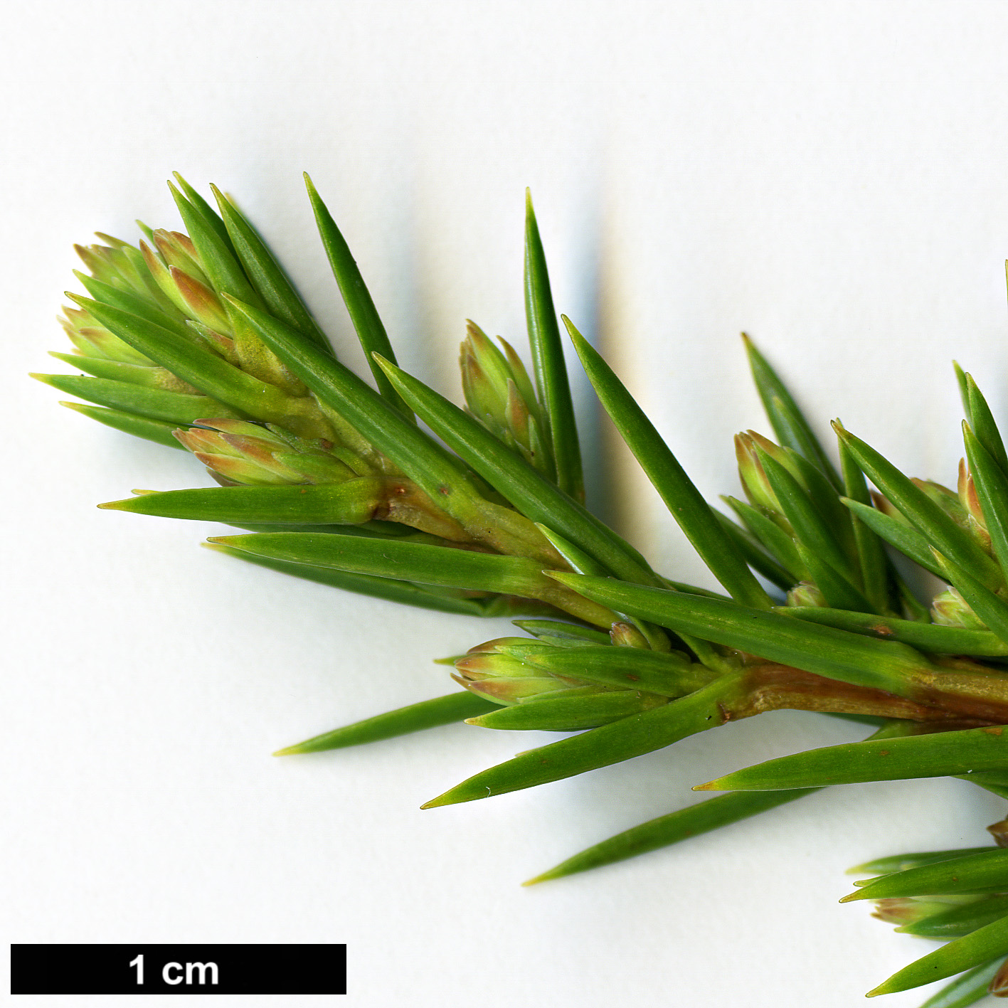 High resolution image: Family: Cupressaceae - Genus: Juniperus - Taxon: rigida