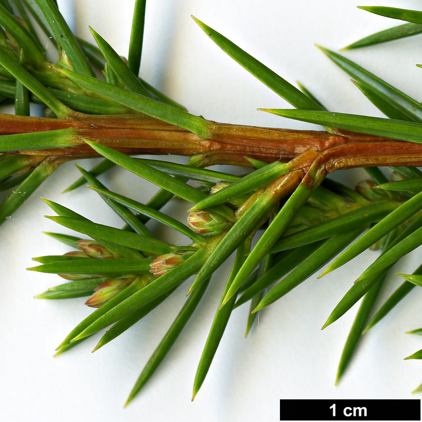 High resolution image: Family: Cupressaceae - Genus: Juniperus - Taxon: rigida