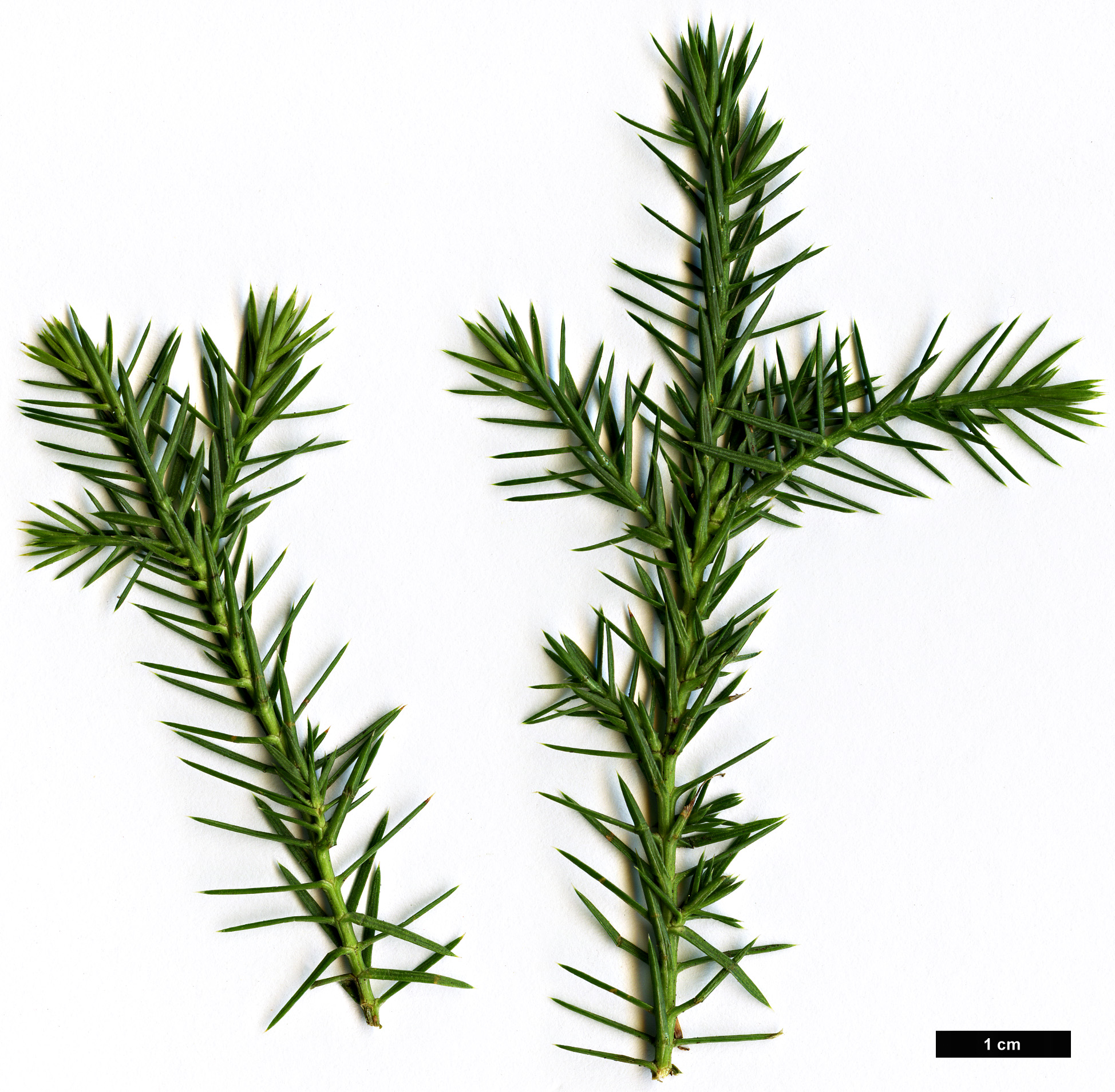 High resolution image: Family: Cupressaceae - Genus: Juniperus - Taxon: semiglobosa