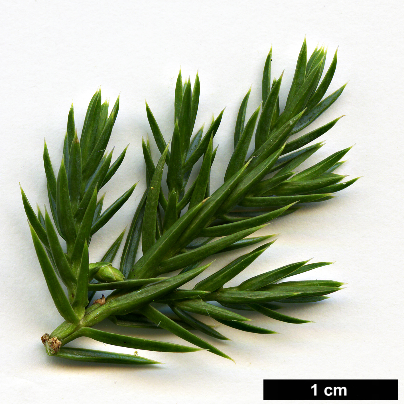 High resolution image: Family: Cupressaceae - Genus: Juniperus - Taxon: squamata - SpeciesSub: 'Hunnetorp'