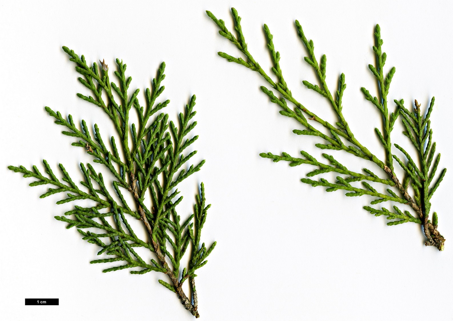 High resolution image: Family: Cupressaceae - Genus: Juniperus - Taxon: thurifera