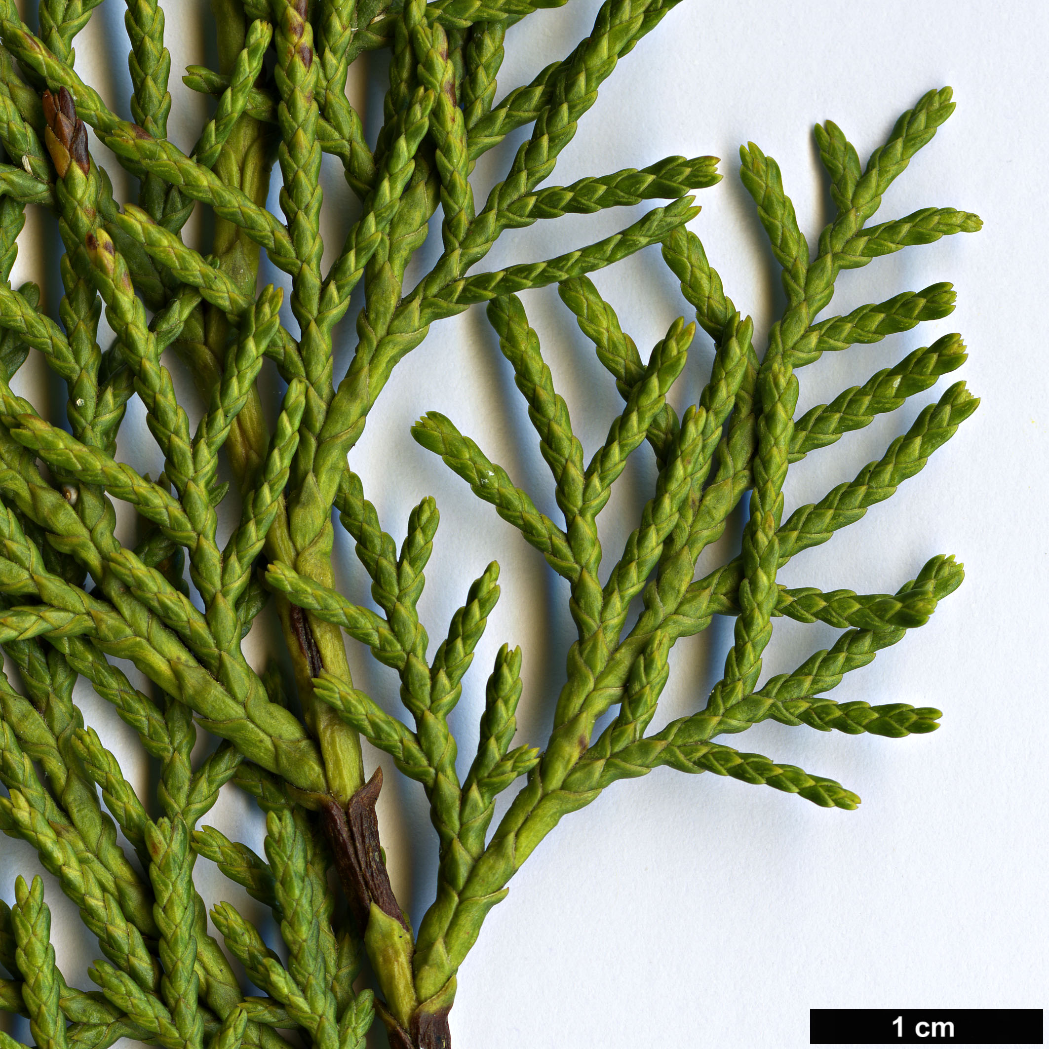 High resolution image: Family: Cupressaceae - Genus: Libocedrus - Taxon: bidwillii