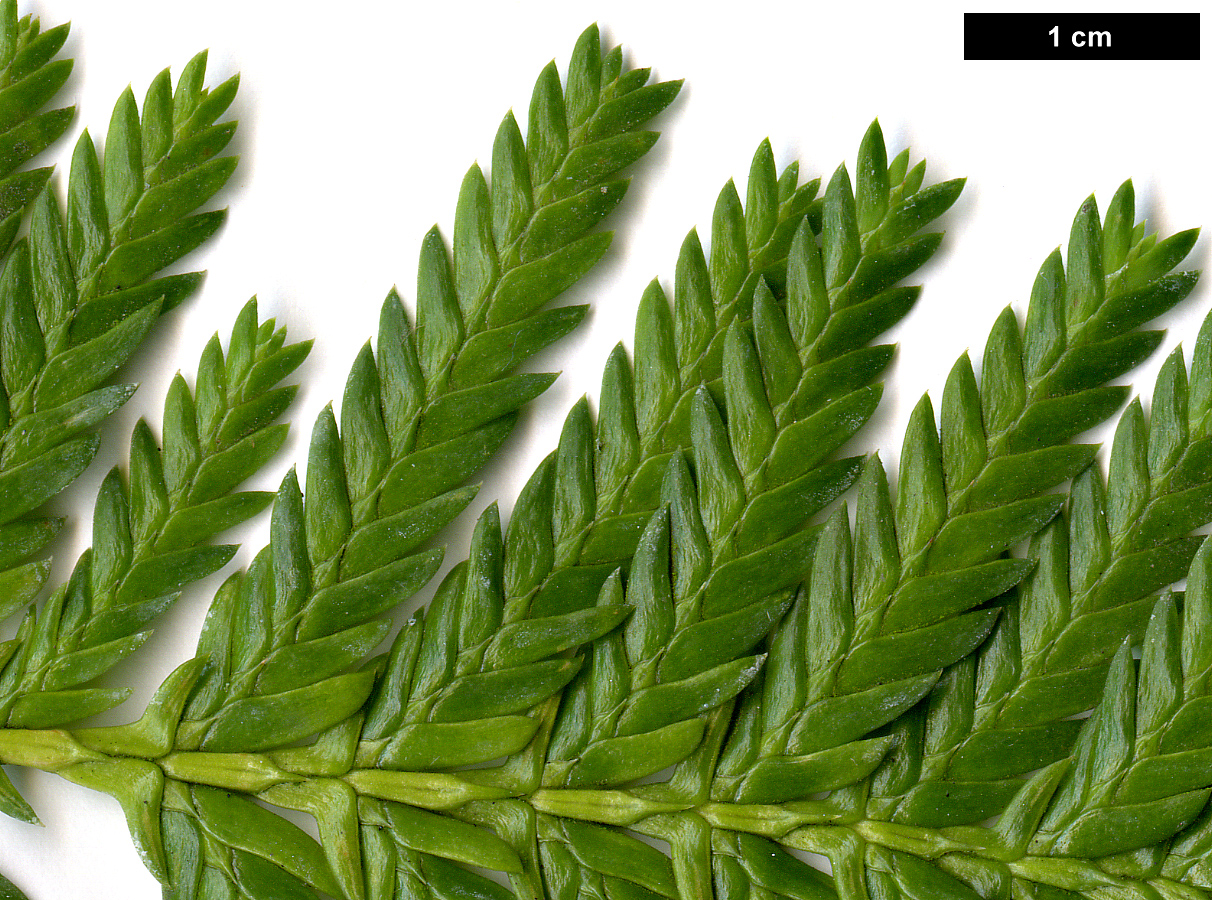 High resolution image: Family: Cupressaceae - Genus: Libocedrus - Taxon: plumosa