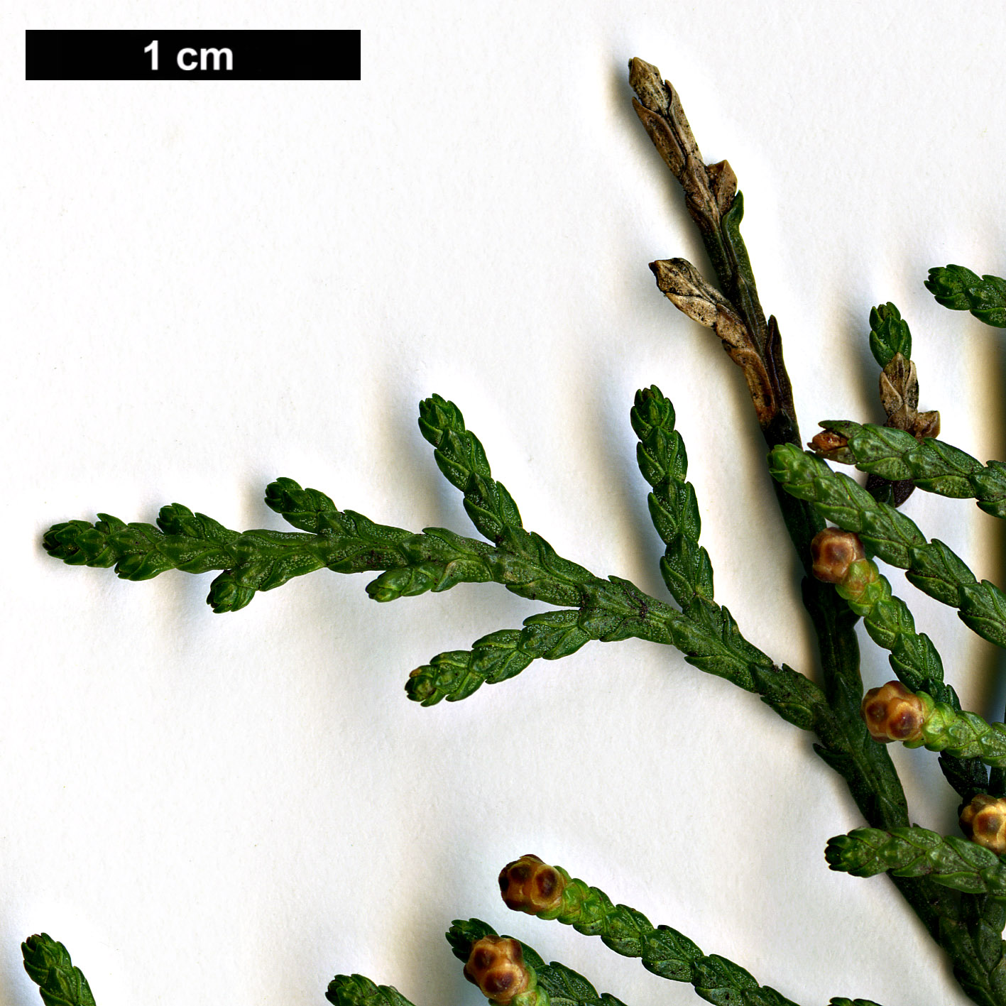 High resolution image: Family: Cupressaceae - Genus: Platycladus - Taxon: orientalis