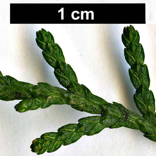 High resolution image: Family: Cupressaceae - Genus: Platycladus - Taxon: orientalis