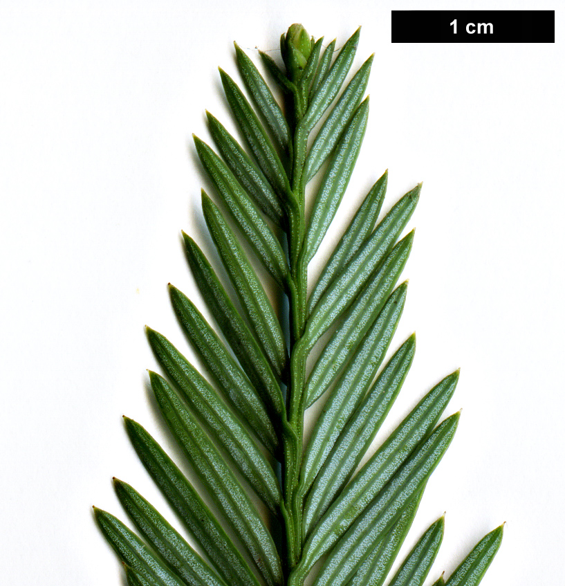 High resolution image: Family: Cupressaceae - Genus: Sequoia - Taxon: sempervirens