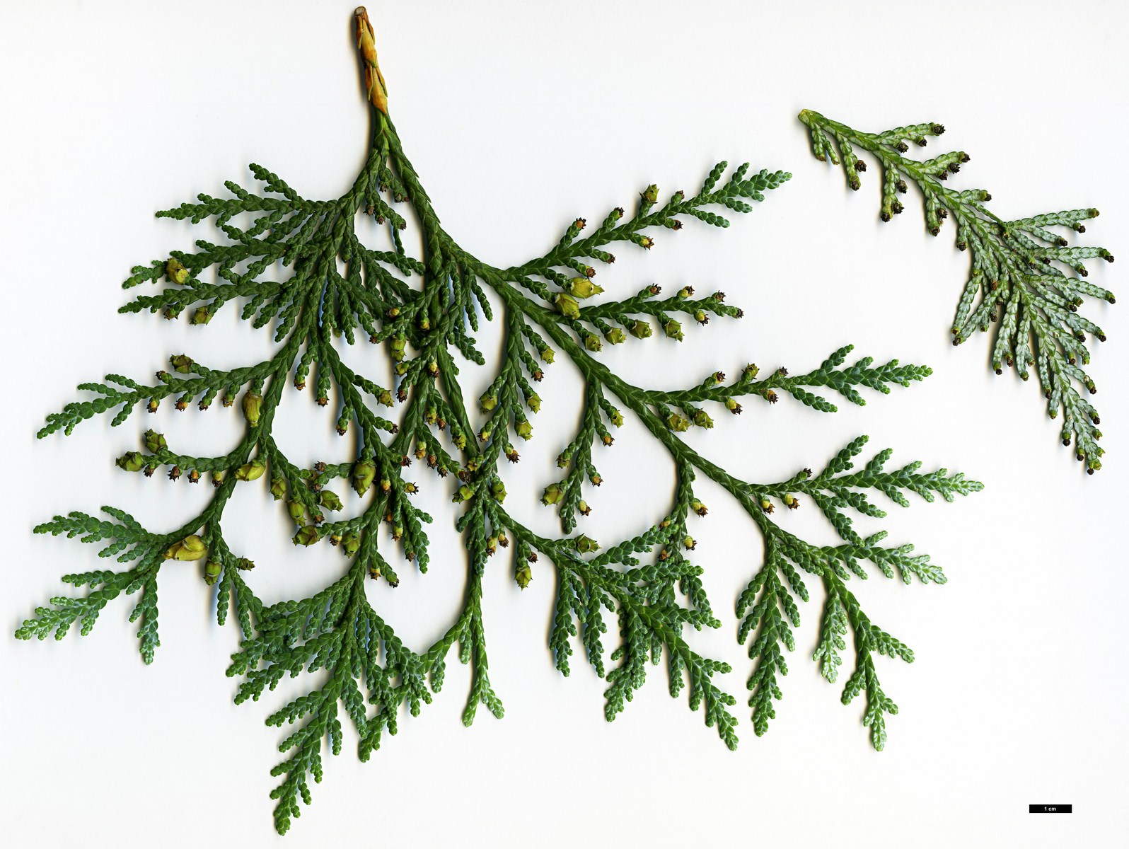 High resolution image: Family: Cupressaceae - Genus: Thuja - Taxon: koraiensis