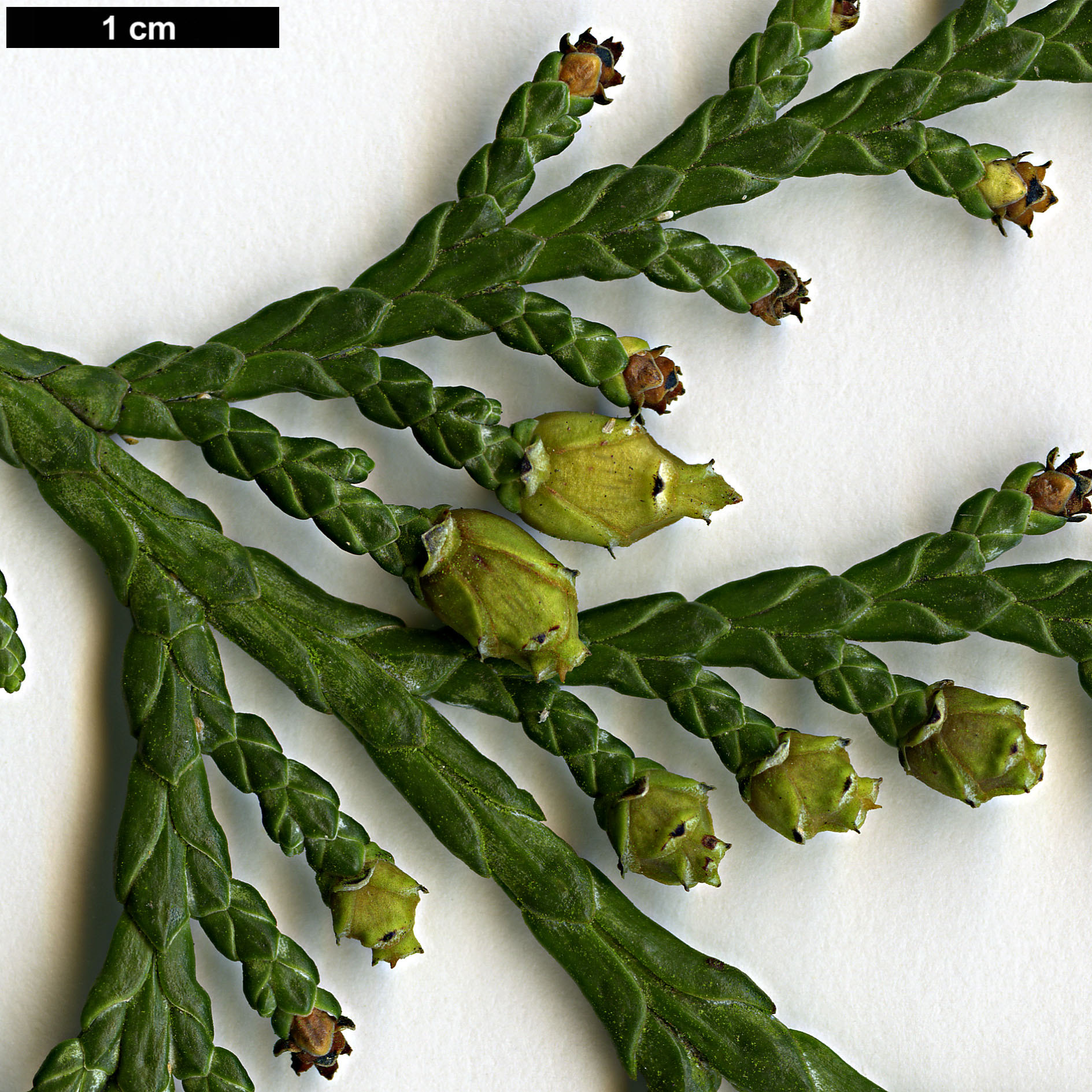 High resolution image: Family: Cupressaceae - Genus: Thuja - Taxon: koraiensis