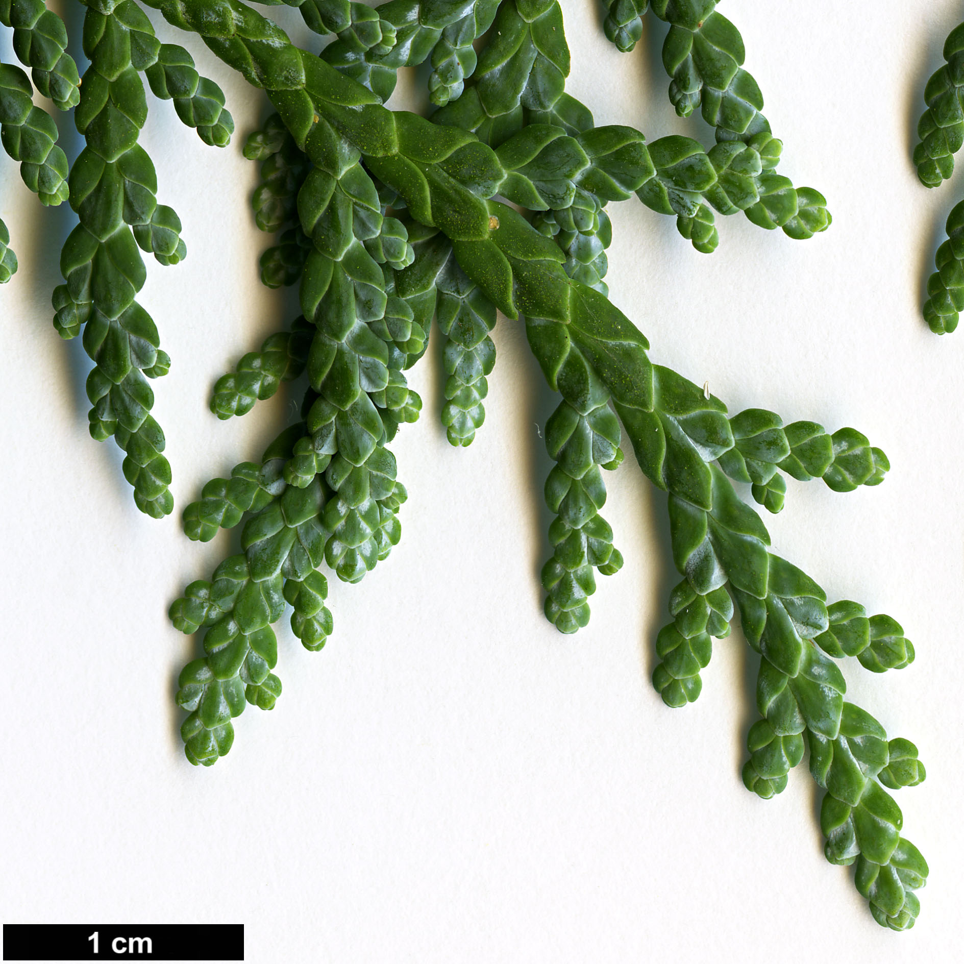 High resolution image: Family: Cupressaceae - Genus: Thuja - Taxon: koraiensis