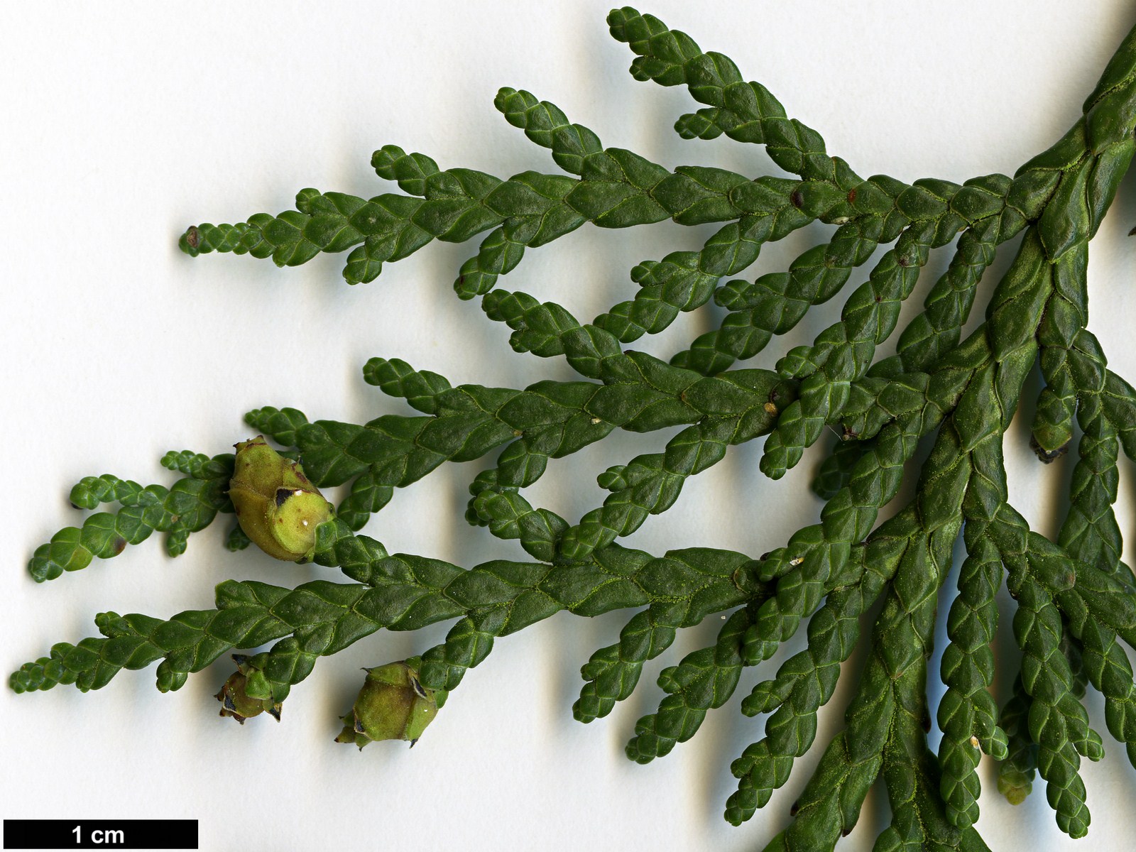 High resolution image: Family: Cupressaceae - Genus: Thuja - Taxon: koraiensis