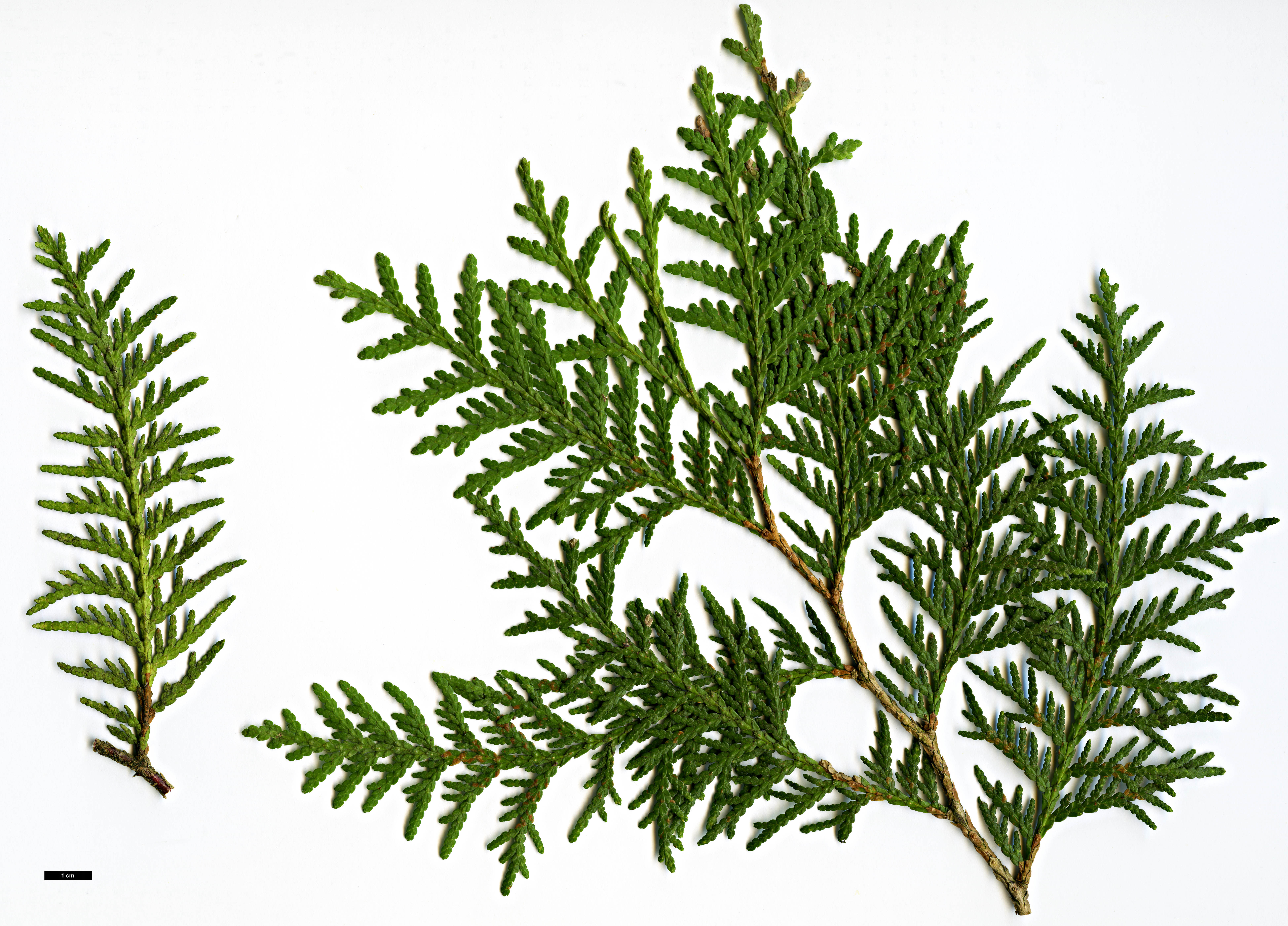 High resolution image: Family: Cupressaceae - Genus: Thuja - Taxon: occidentalis