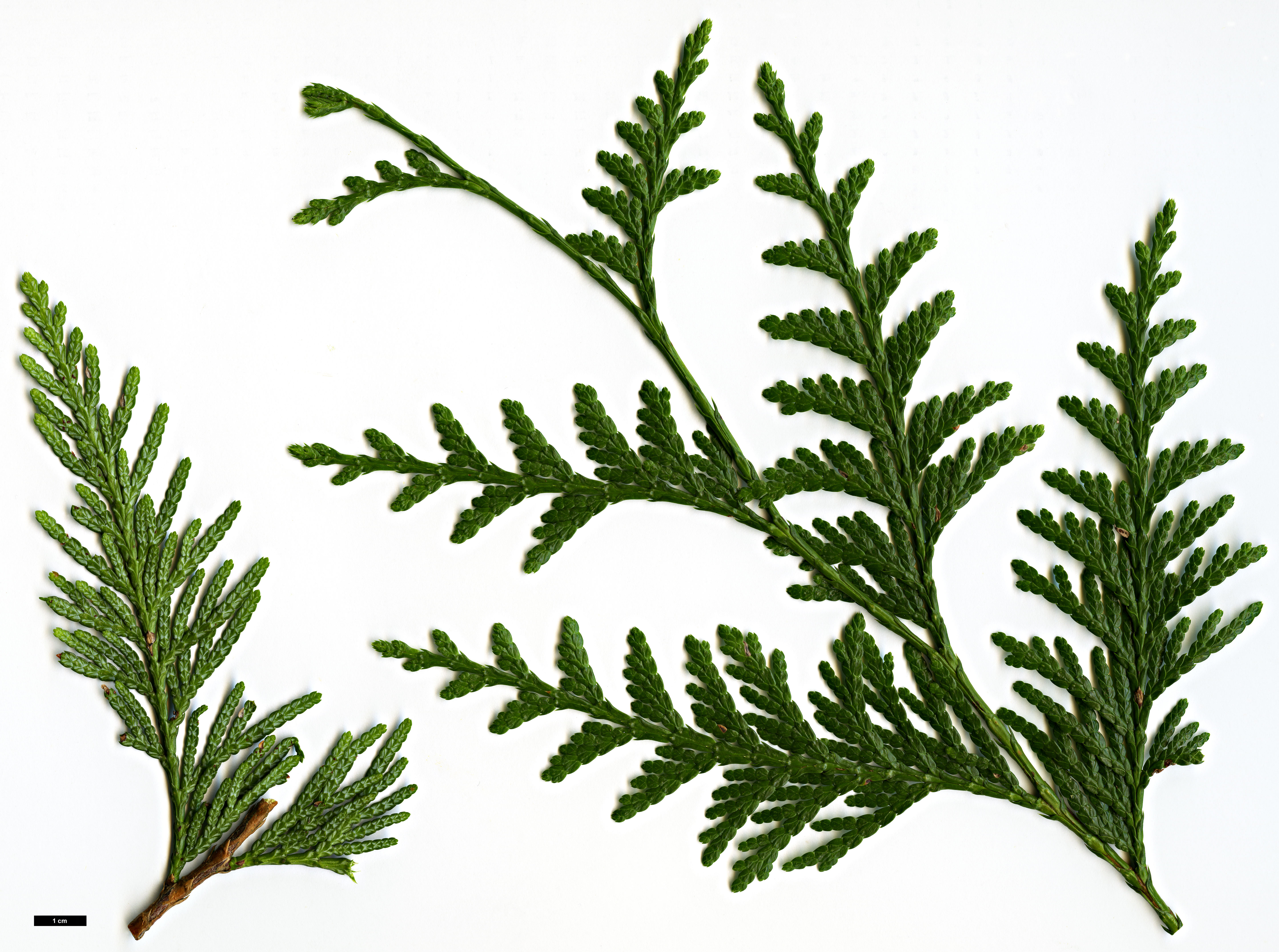 High resolution image: Family: Cupressaceae - Genus: Thuja - Taxon: plicata