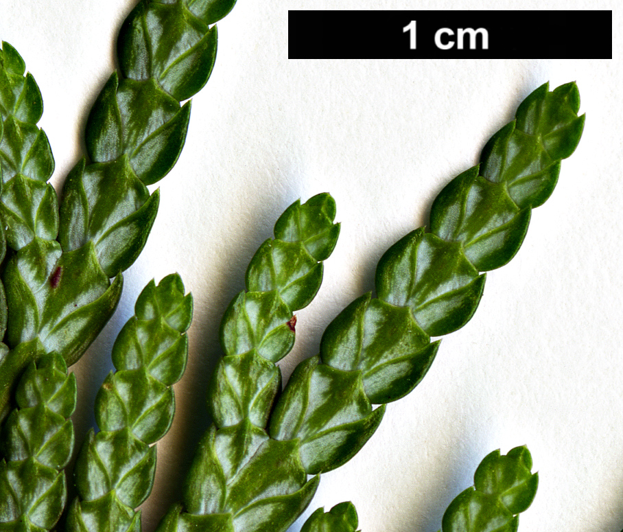 High resolution image: Family: Cupressaceae - Genus: Thuja - Taxon: plicata