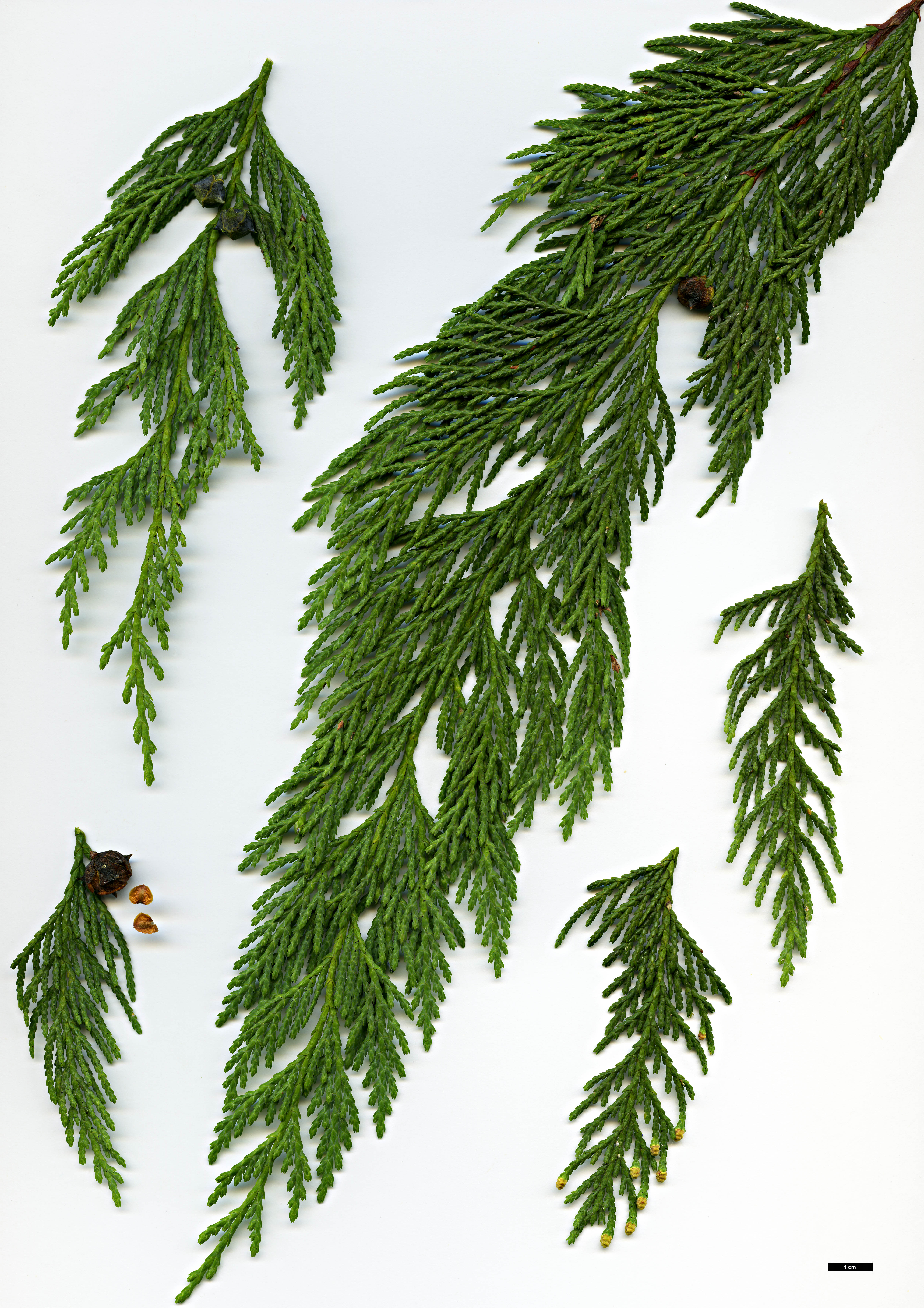 High resolution image: Family: Cupressaceae - Genus: Xanthocyparis - Taxon: nootkatensis - SpeciesSub: 'Pendula'