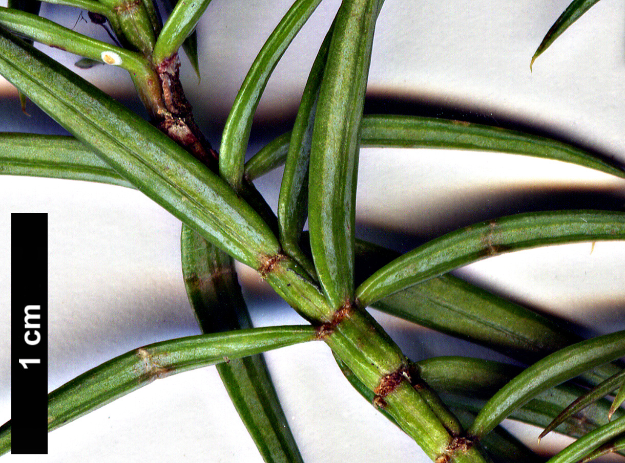 High resolution image: Family: Cupressaceae - Genus: Xanthocyparis - Taxon: vietnamensis