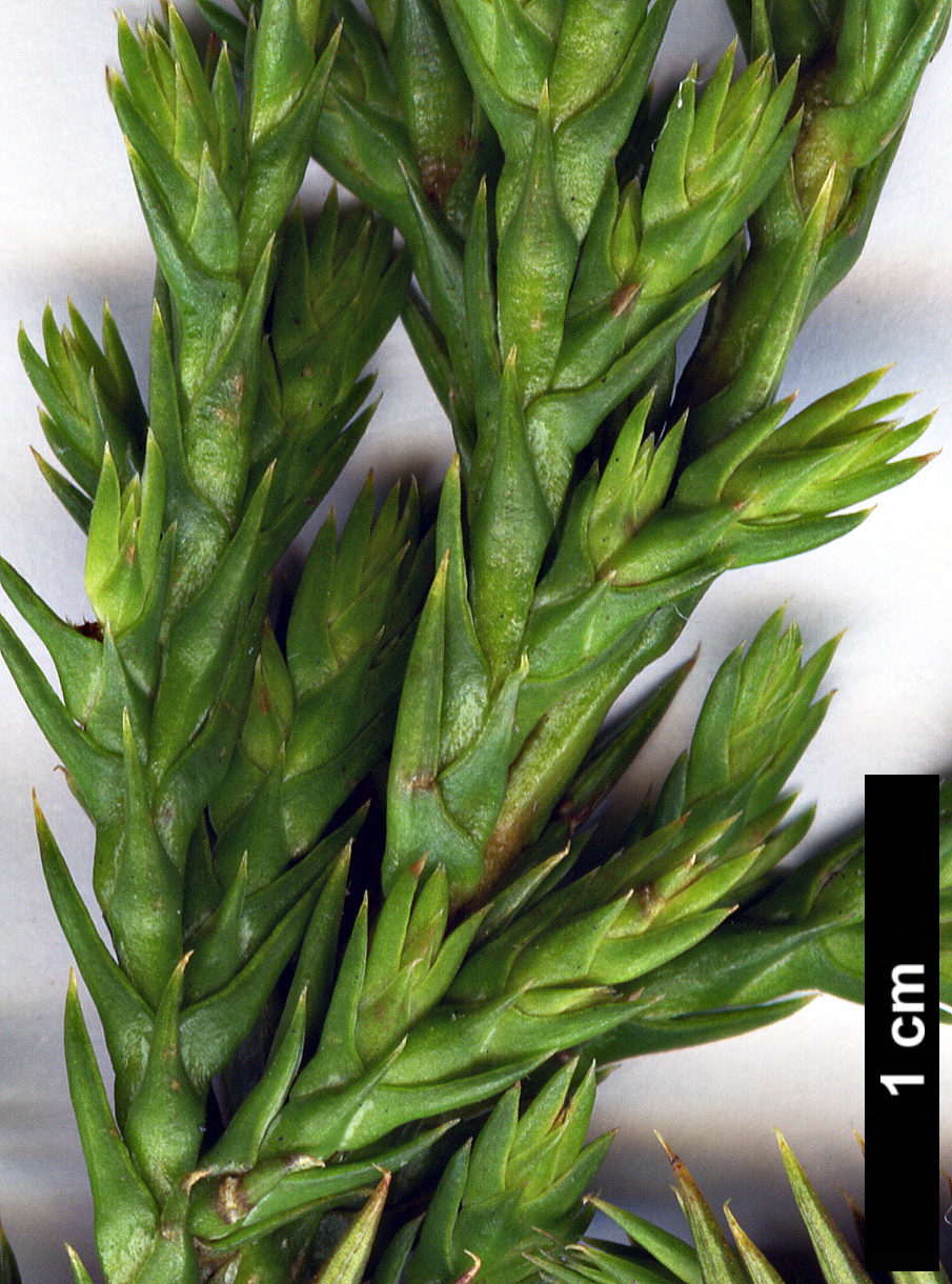 High resolution image: Family: Cupressaceae - Genus: Xanthocyparis - Taxon: vietnamensis