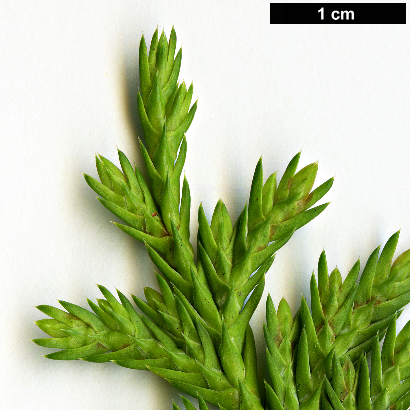 High resolution image: Family: Cupressaceae - Genus: Xanthocyparis - Taxon: vietnamensis