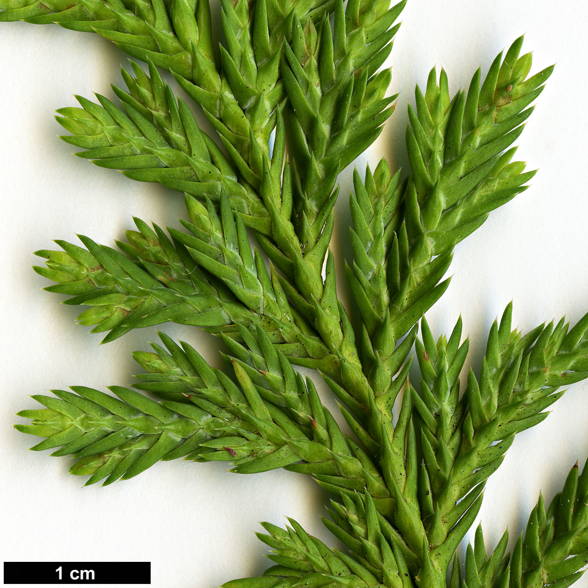 High resolution image: Family: Cupressaceae - Genus: Xanthocyparis - Taxon: vietnamensis