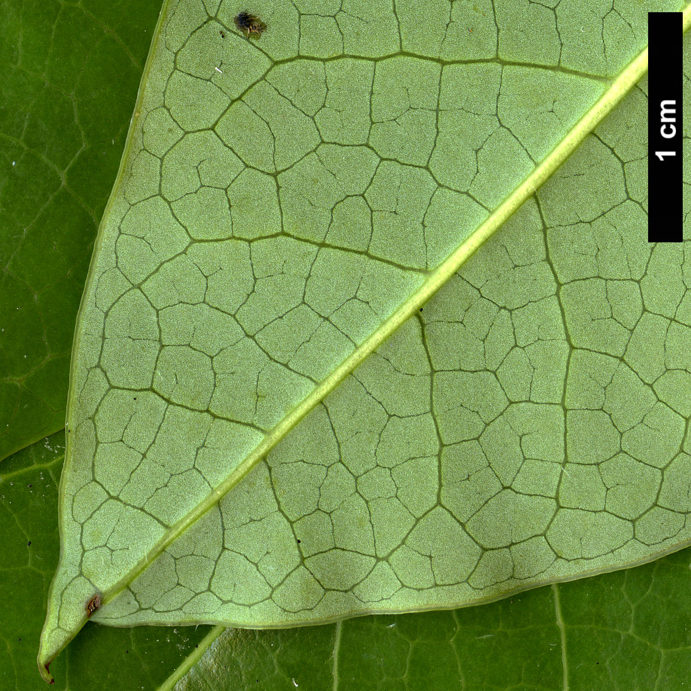 High resolution image: Family: Daphniphyllaceae - Genus: Daphniphyllum - Taxon: pentandrum