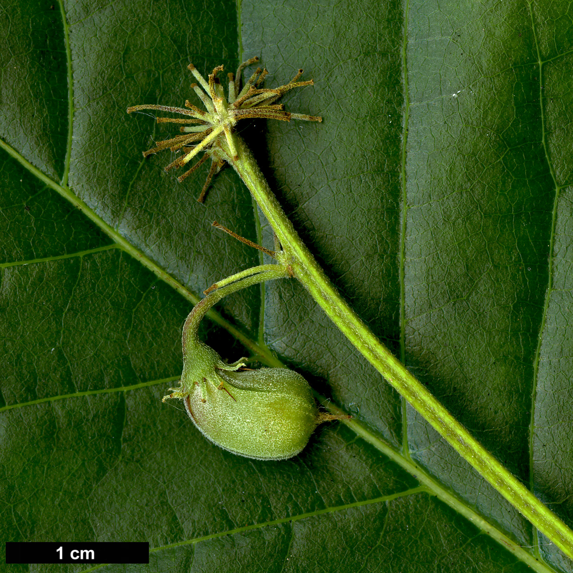 High resolution image: Family: Dipentodontaceae - Genus: Dipentodon - Taxon: sinicus