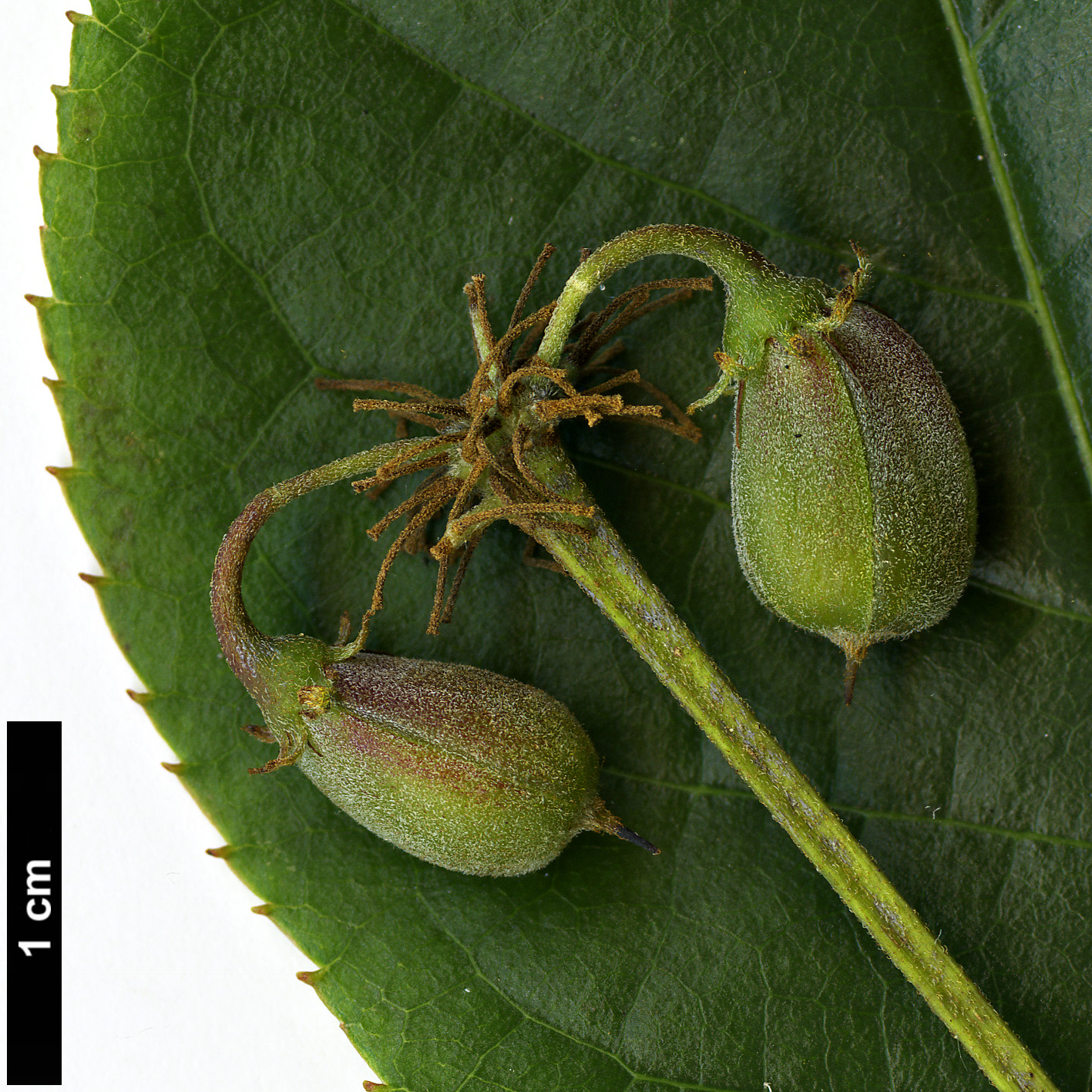 High resolution image: Family: Dipentodontaceae - Genus: Dipentodon - Taxon: sinicus