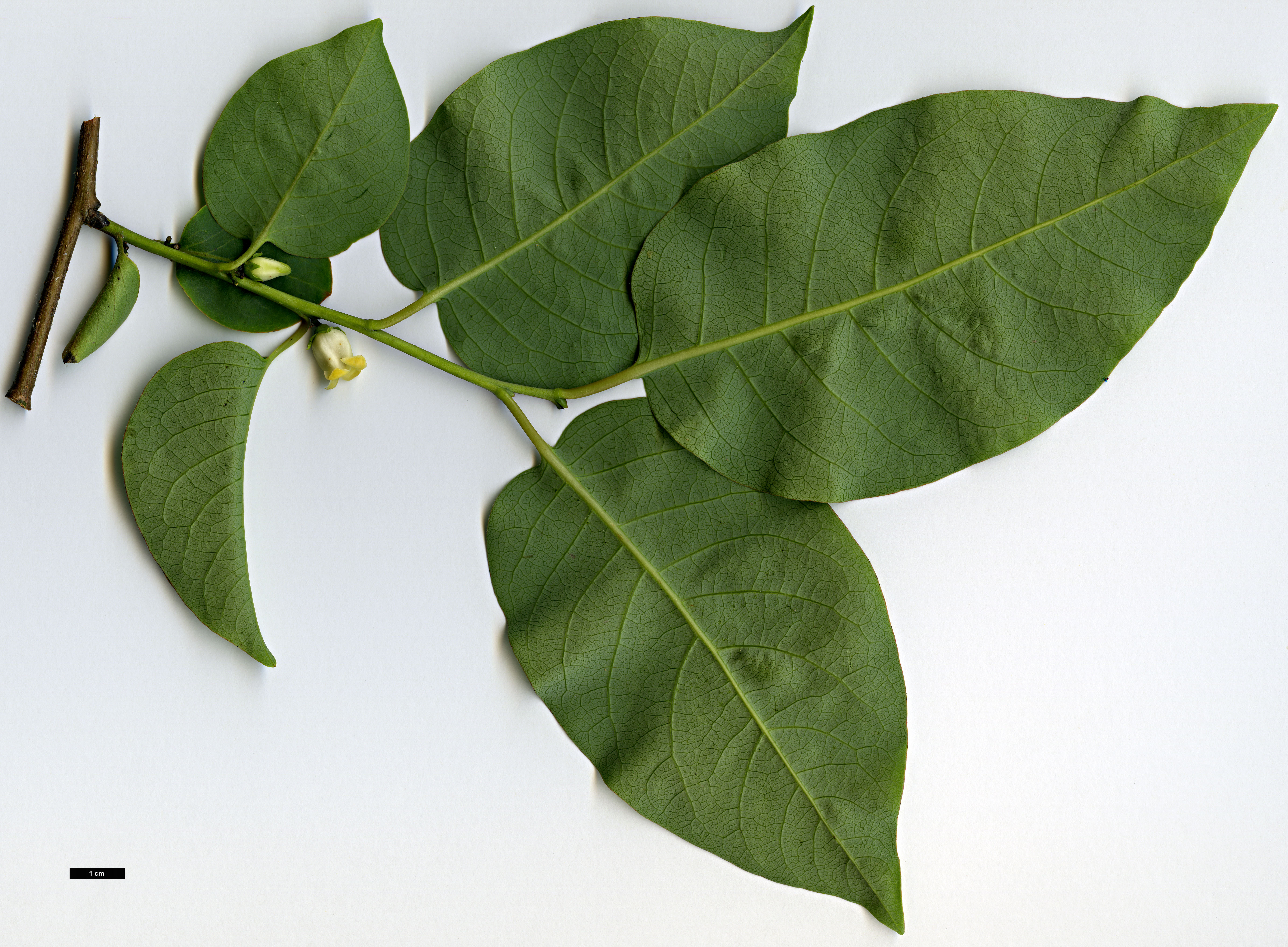 High resolution image: Family: Ebenaceae - Genus: Diospyros - Taxon: virginiana