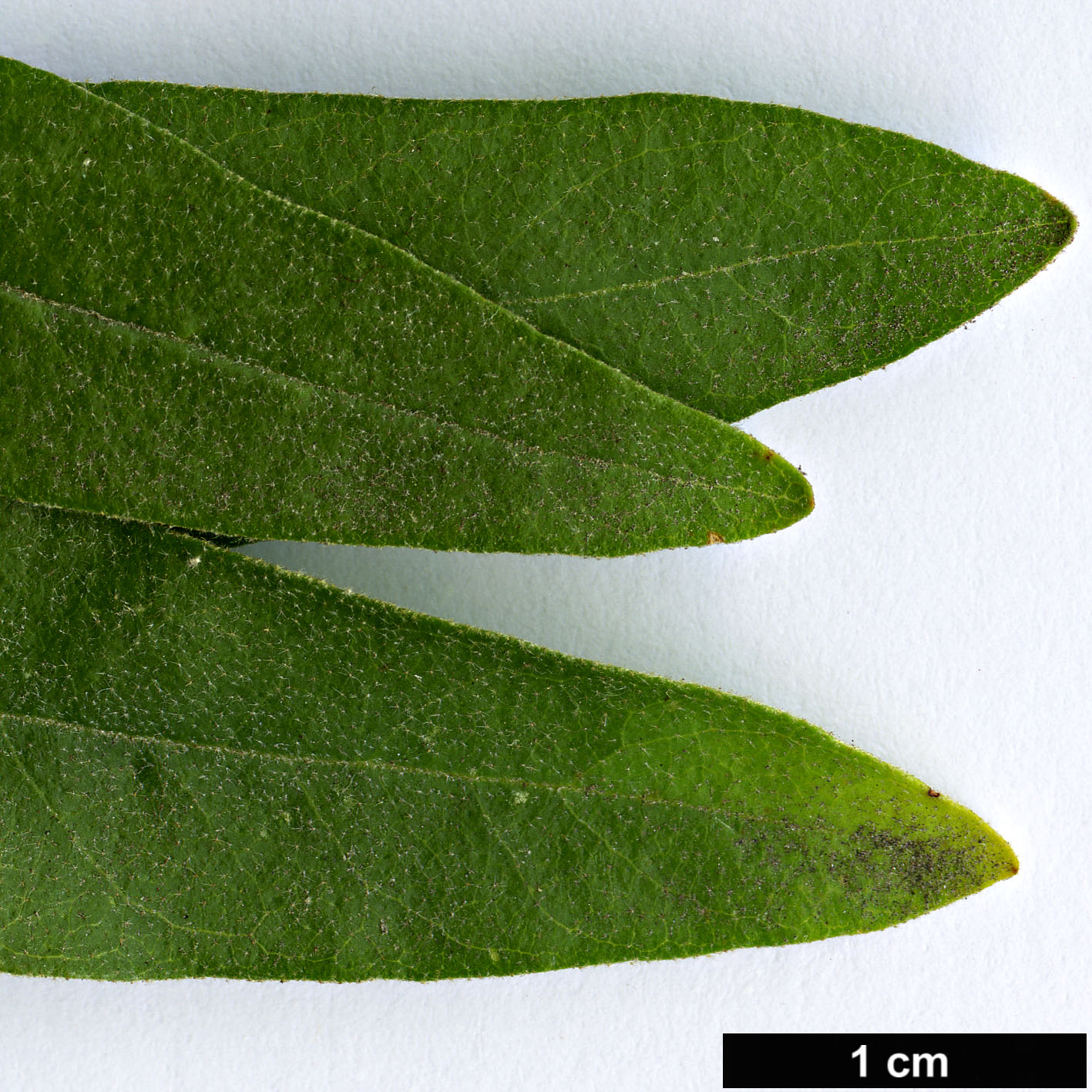 High resolution image: Family: Elaeagnaceae - Genus: Elaeagnus - Taxon: angustifolia