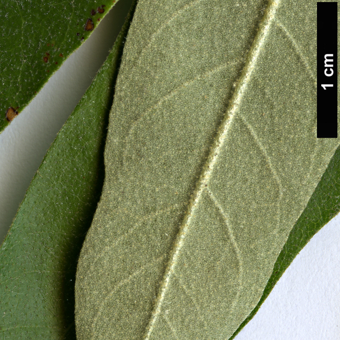 High resolution image: Family: Elaeagnaceae - Genus: Elaeagnus - Taxon: angustifolia