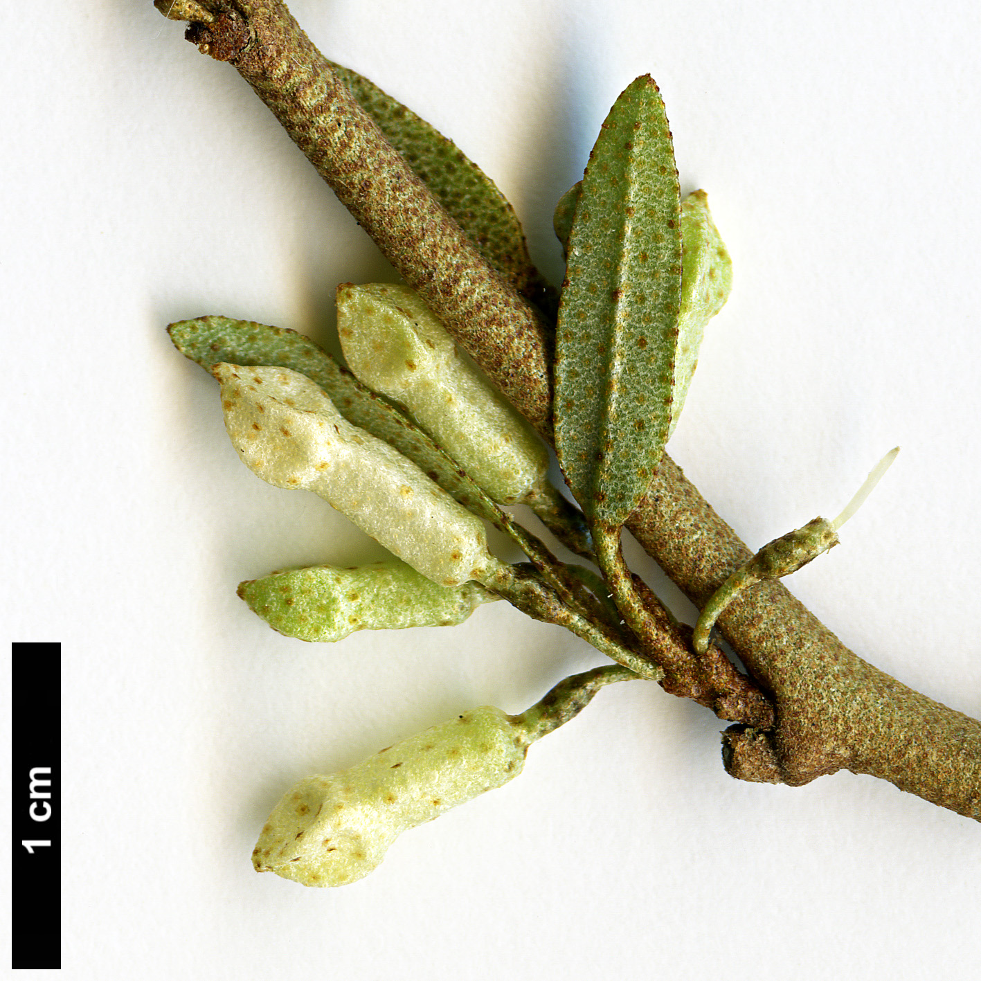 High resolution image: Family: Elaeagnaceae - Genus: Elaeagnus - Taxon: bockii