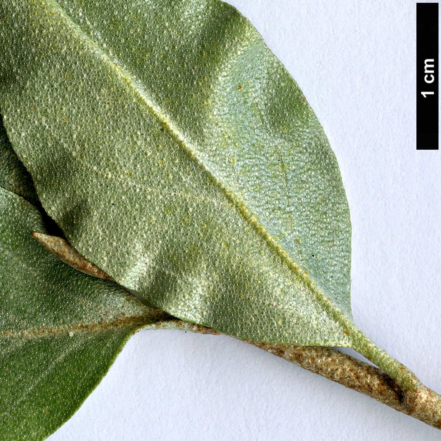 High resolution image: Family: Elaeagnaceae - Genus: Elaeagnus - Taxon: commutata