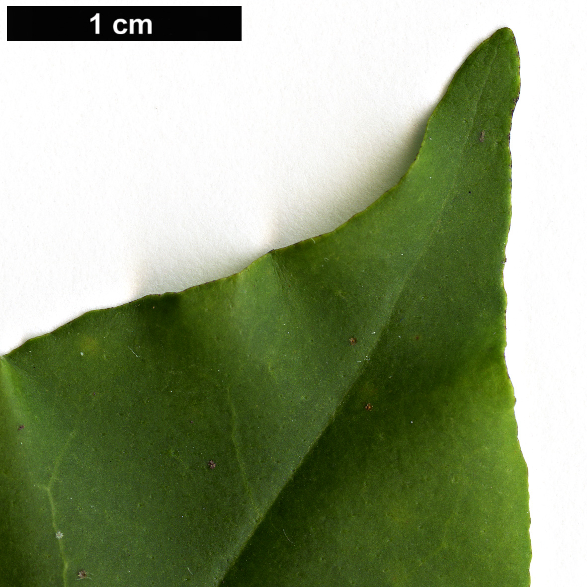 High resolution image: Family: Elaeagnaceae - Genus: Elaeagnus - Taxon: glabra