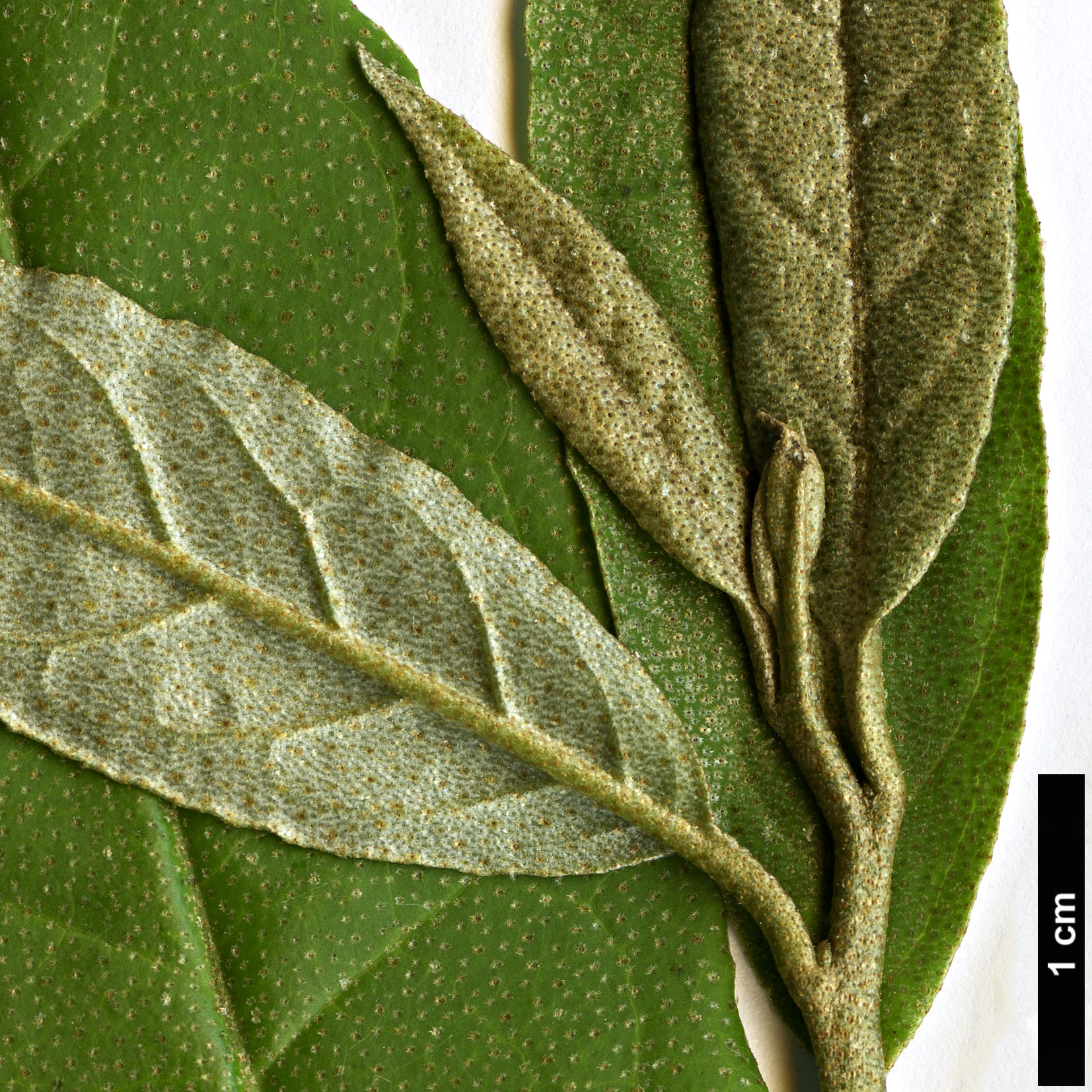 High resolution image: Family: Elaeagnaceae - Genus: Elaeagnus - Taxon: latifolia