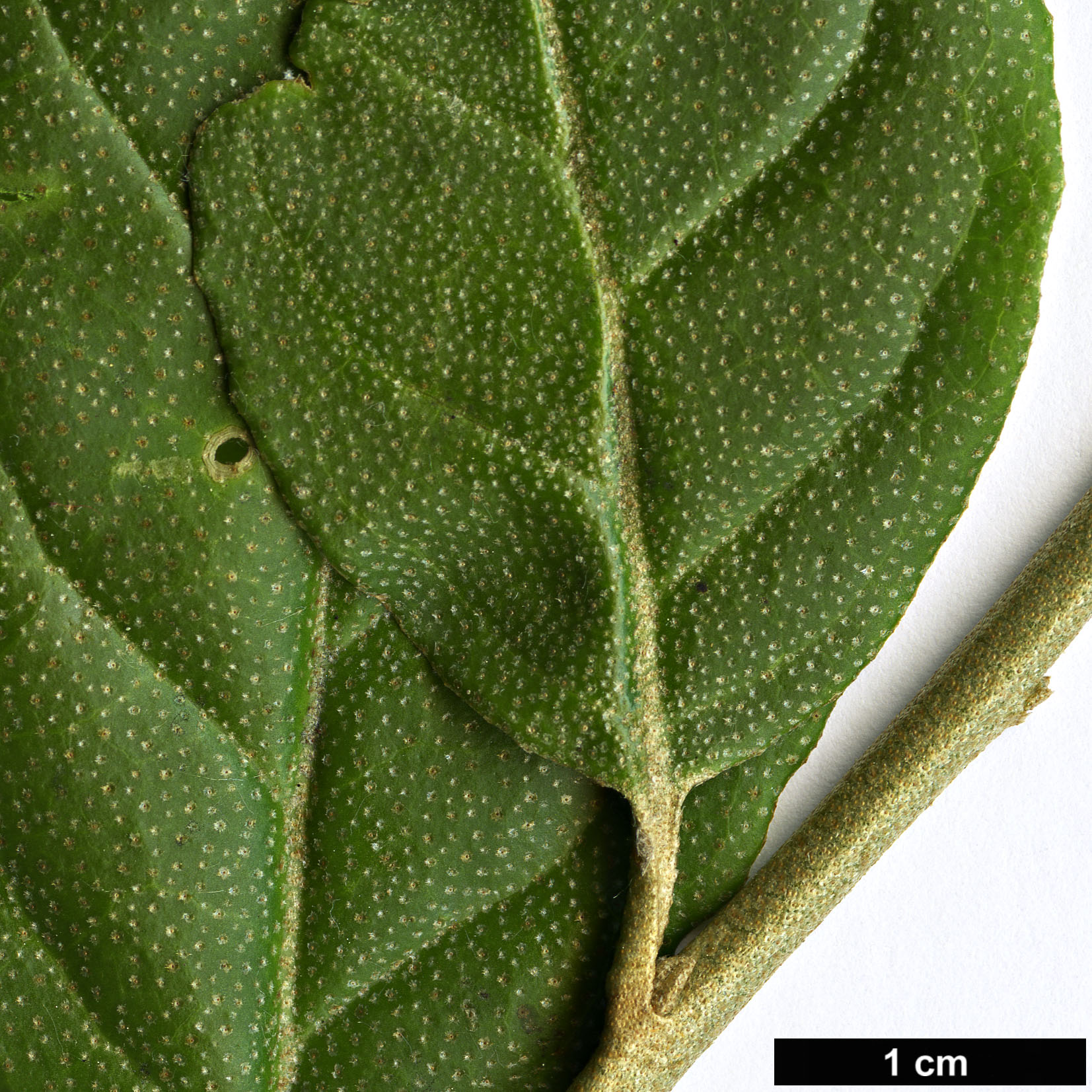 High resolution image: Family: Elaeagnaceae - Genus: Elaeagnus - Taxon: latifolia